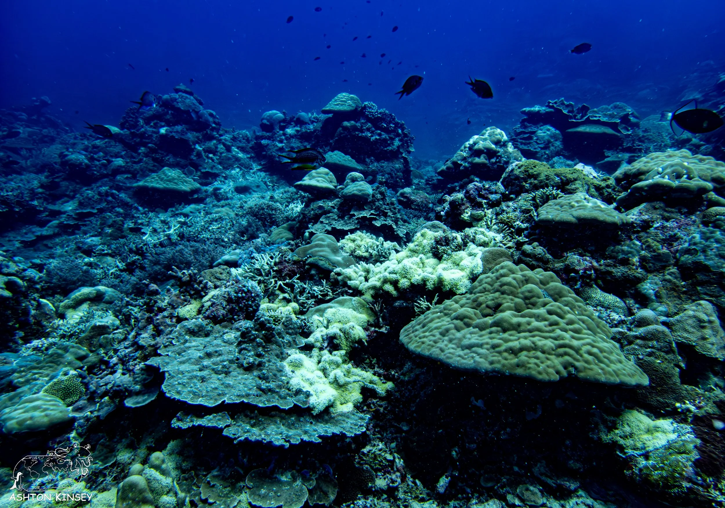 Barnum's Wall-2.jpg