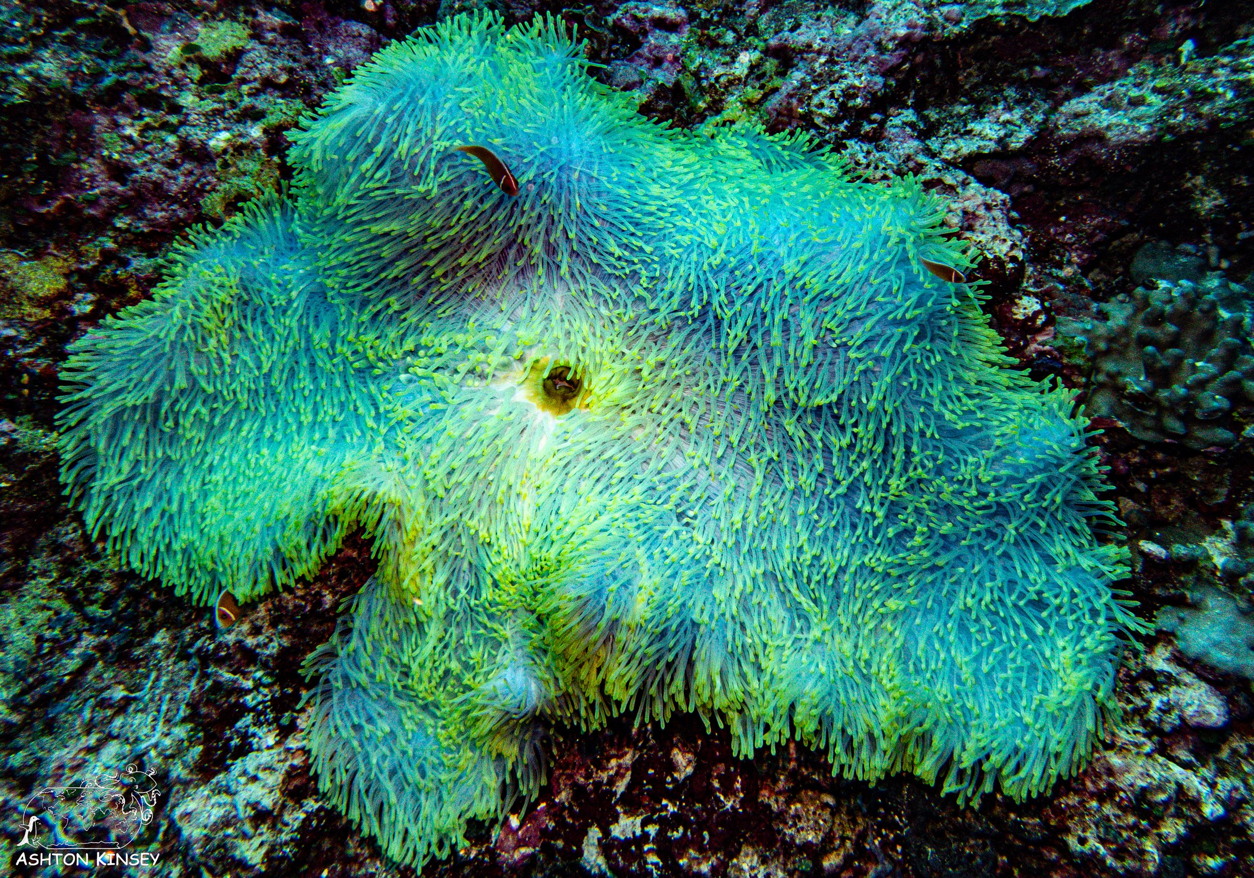 Blue Holes-16.jpg