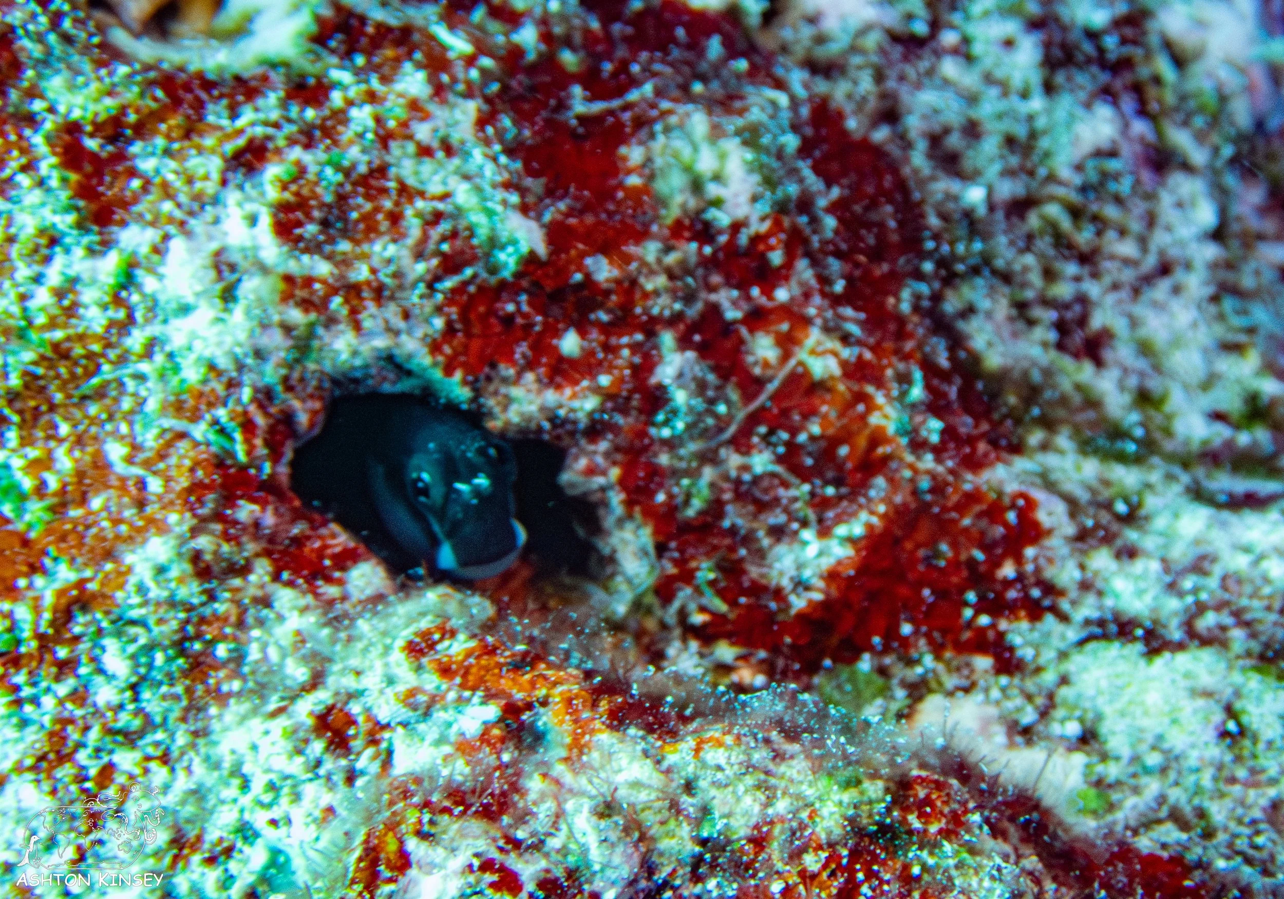 Blue Holes-21.jpg