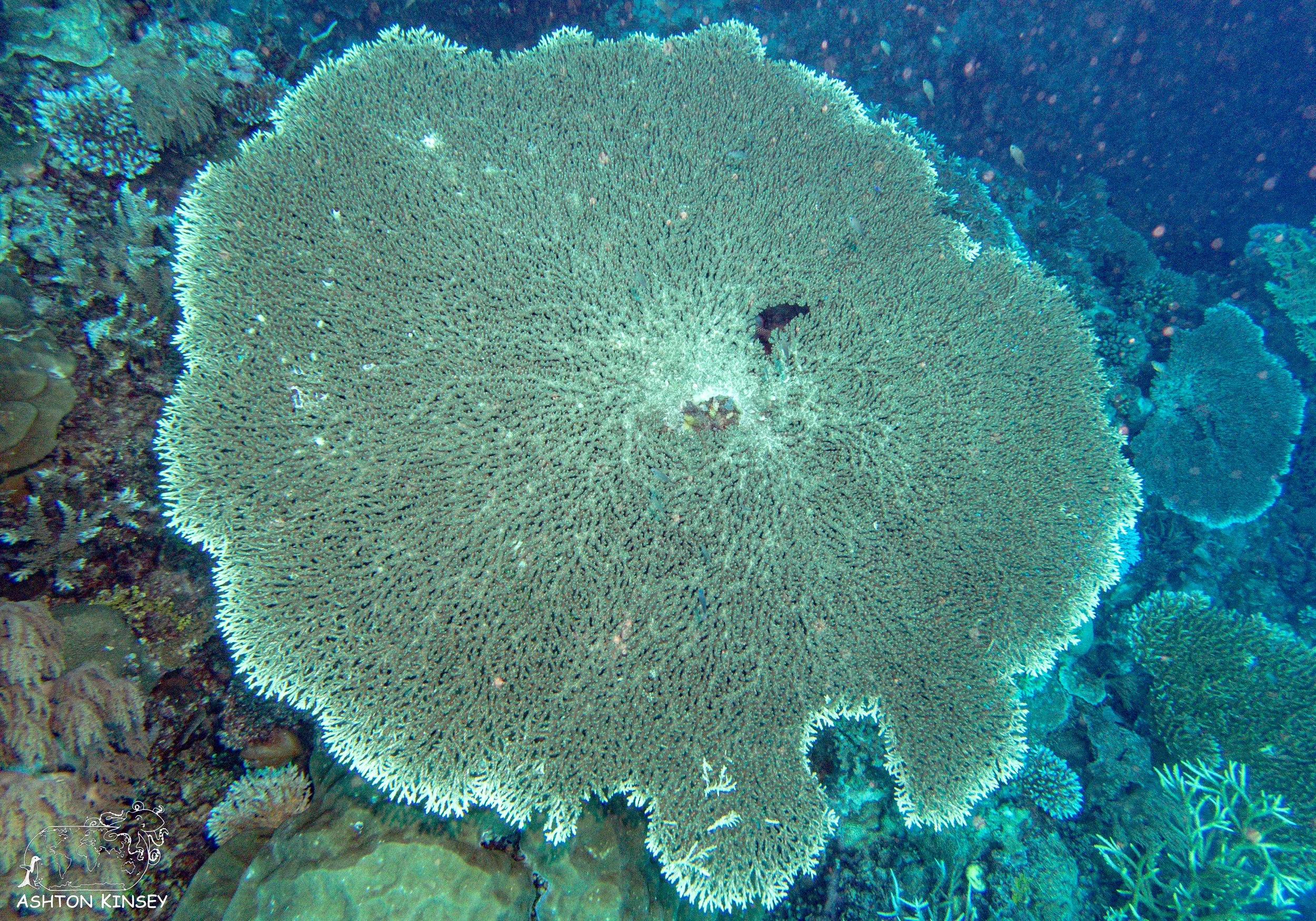 Ngerechung Outside.jpg
