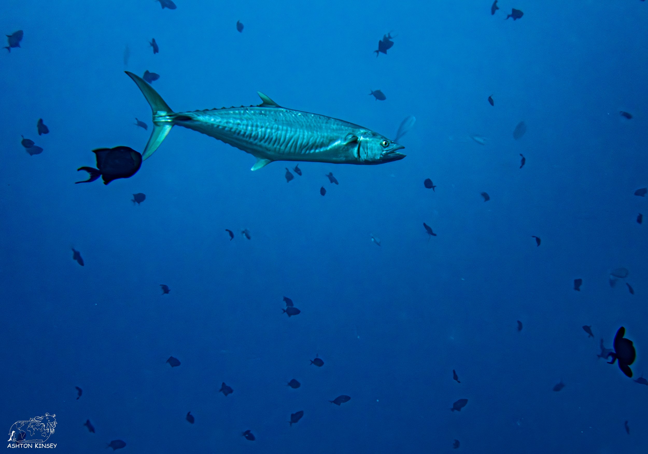 Blue Corner-10.jpg