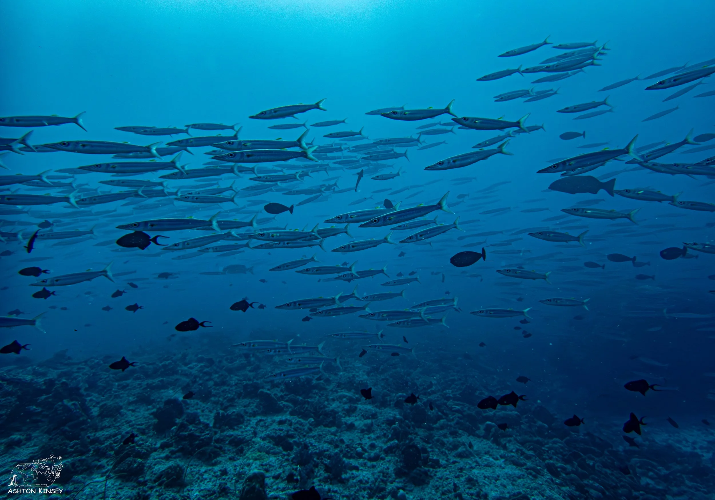 Blue Corner-15.jpg