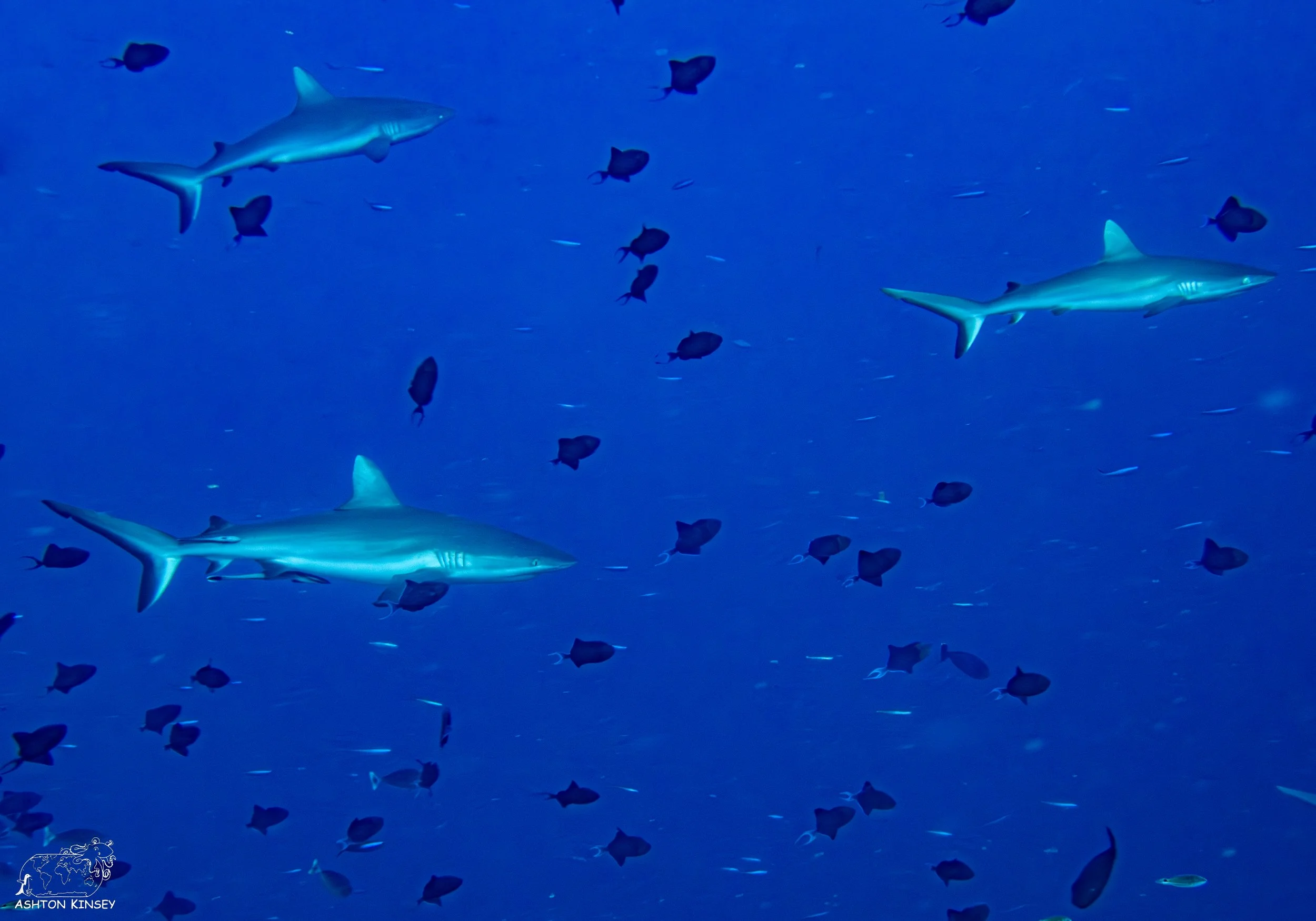 Blue Corner-14.jpg