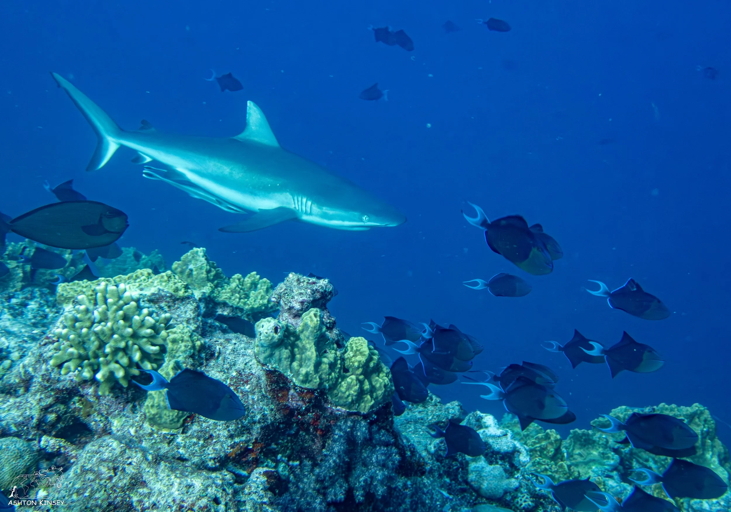 Blue Corner-4.jpg