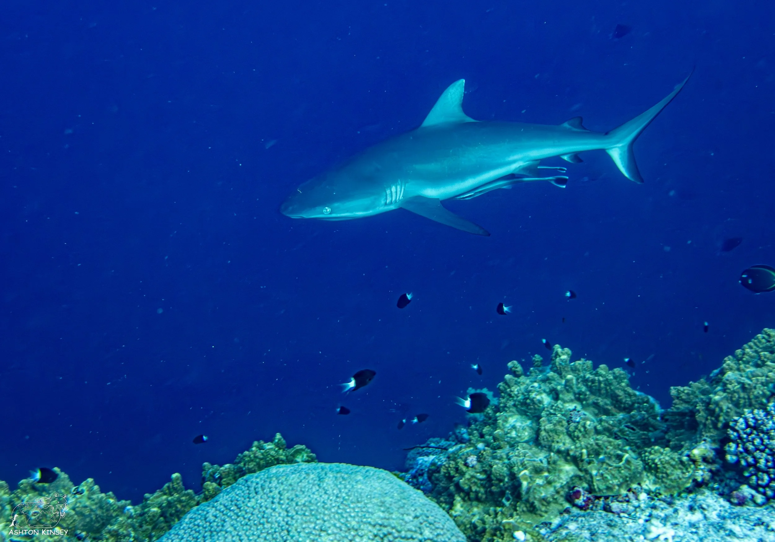 Blue Corner-5.jpg