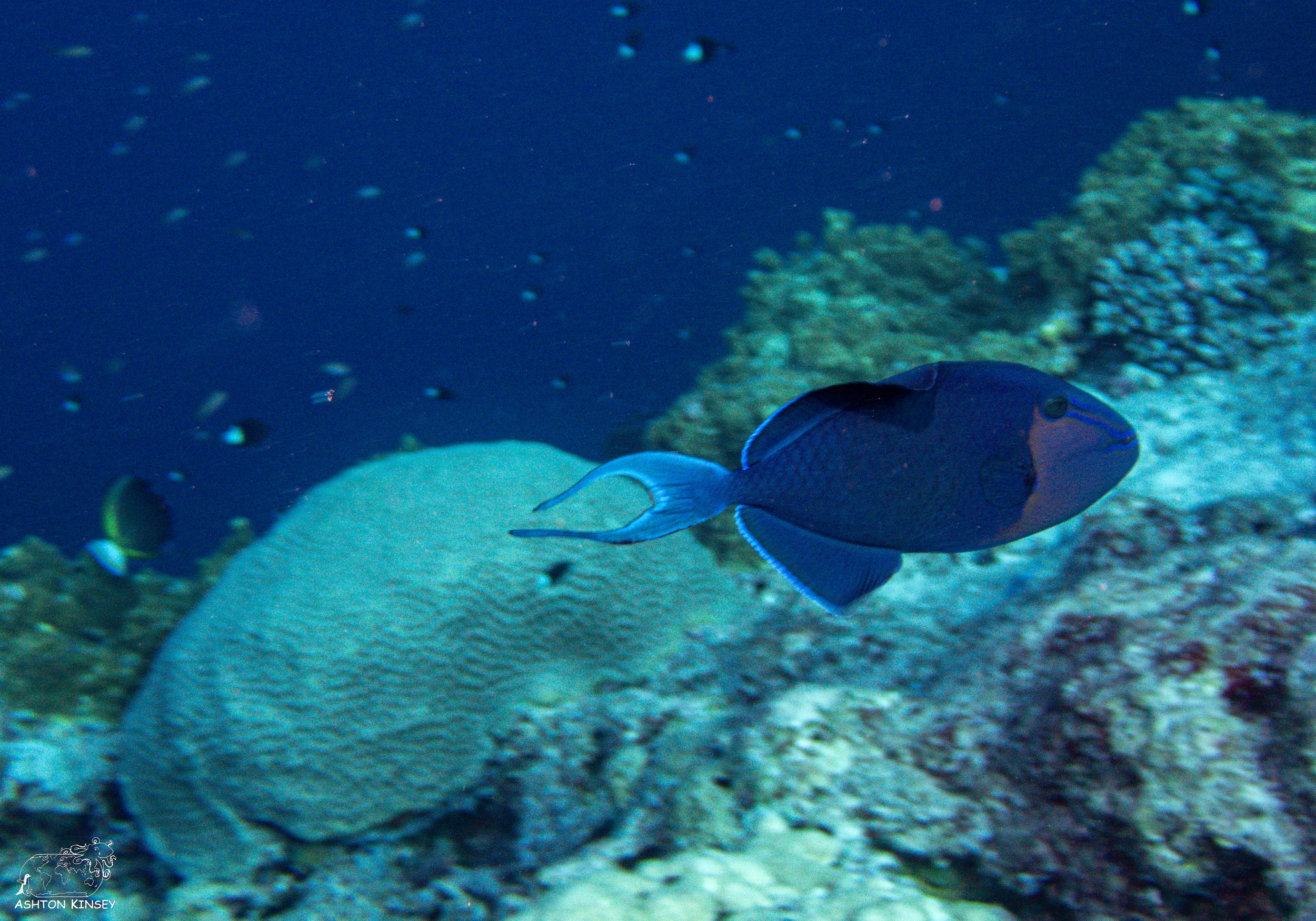 Blue Corner-6.jpg
