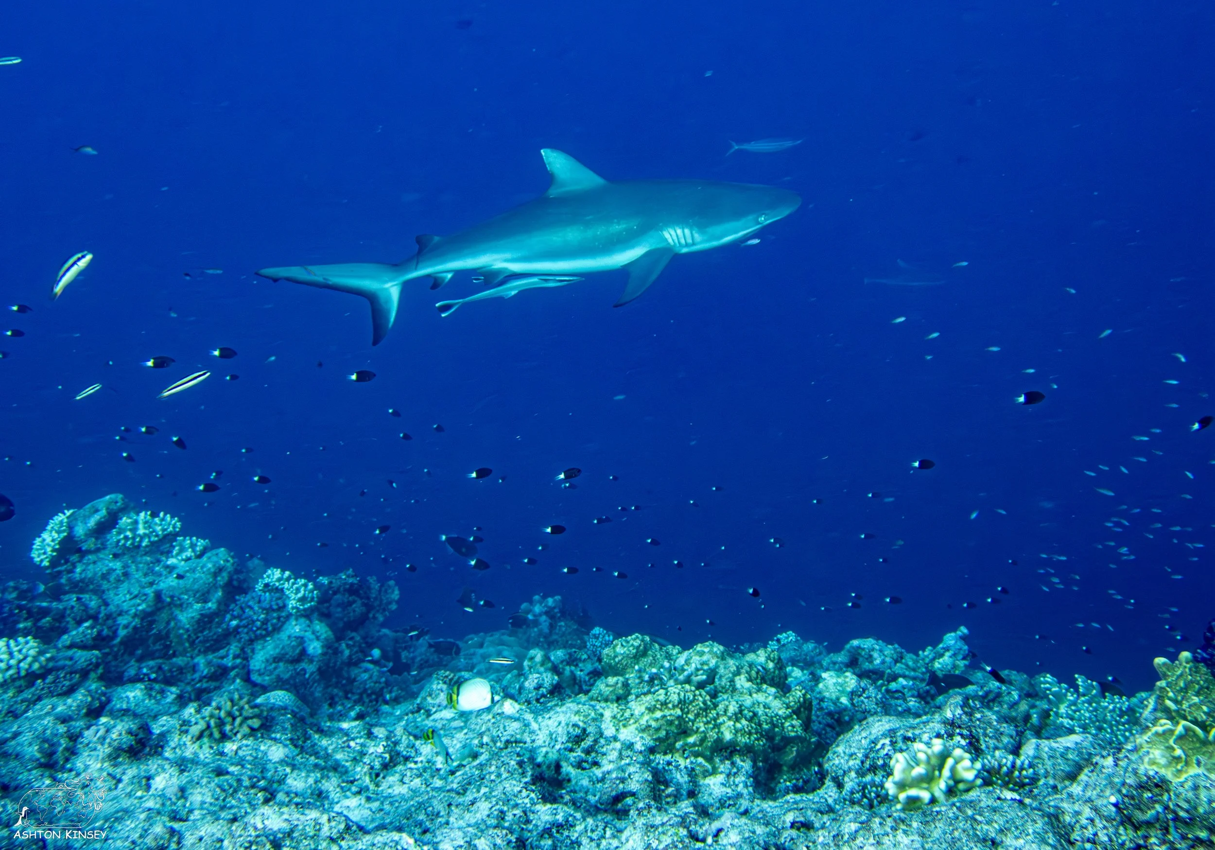 Blue Corner-7.jpg