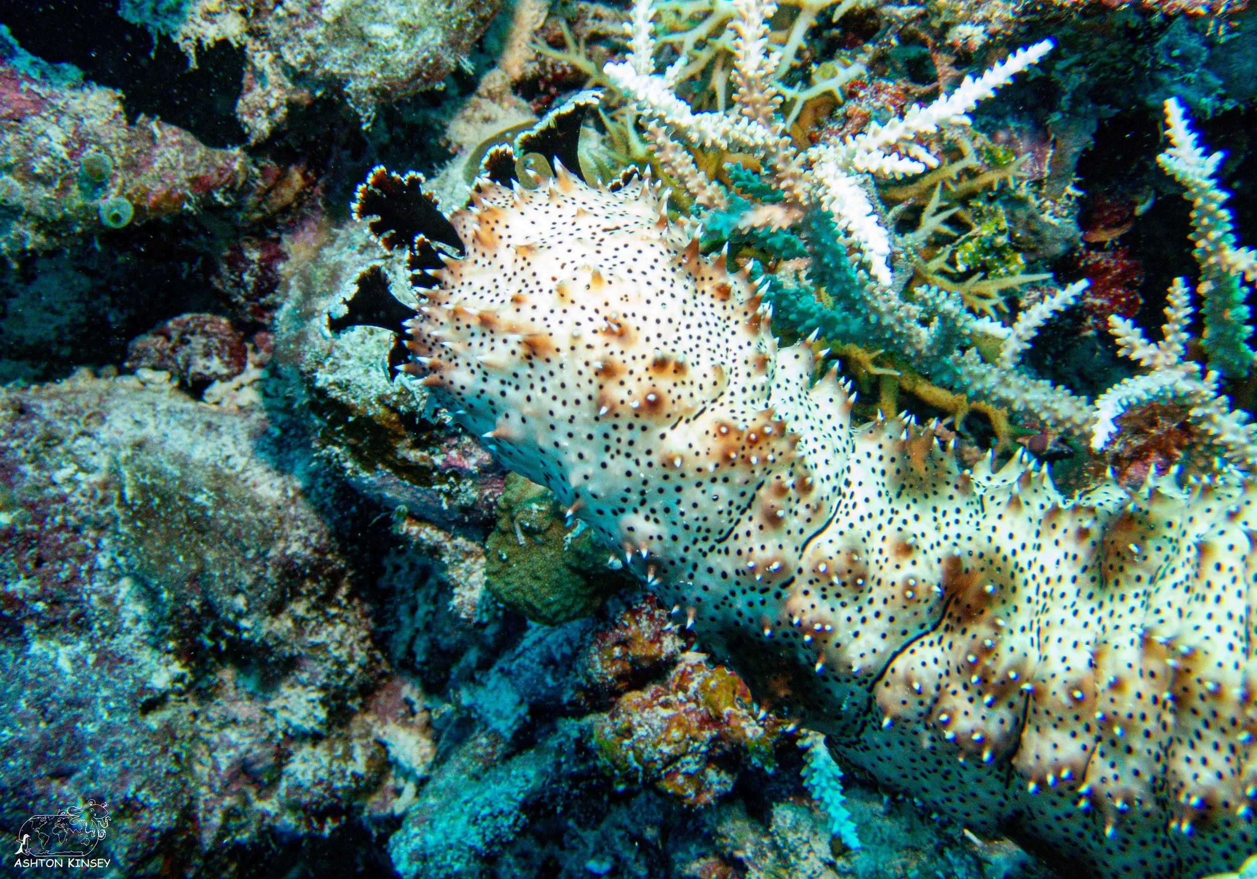 Ngerchong Inside-4.jpg
