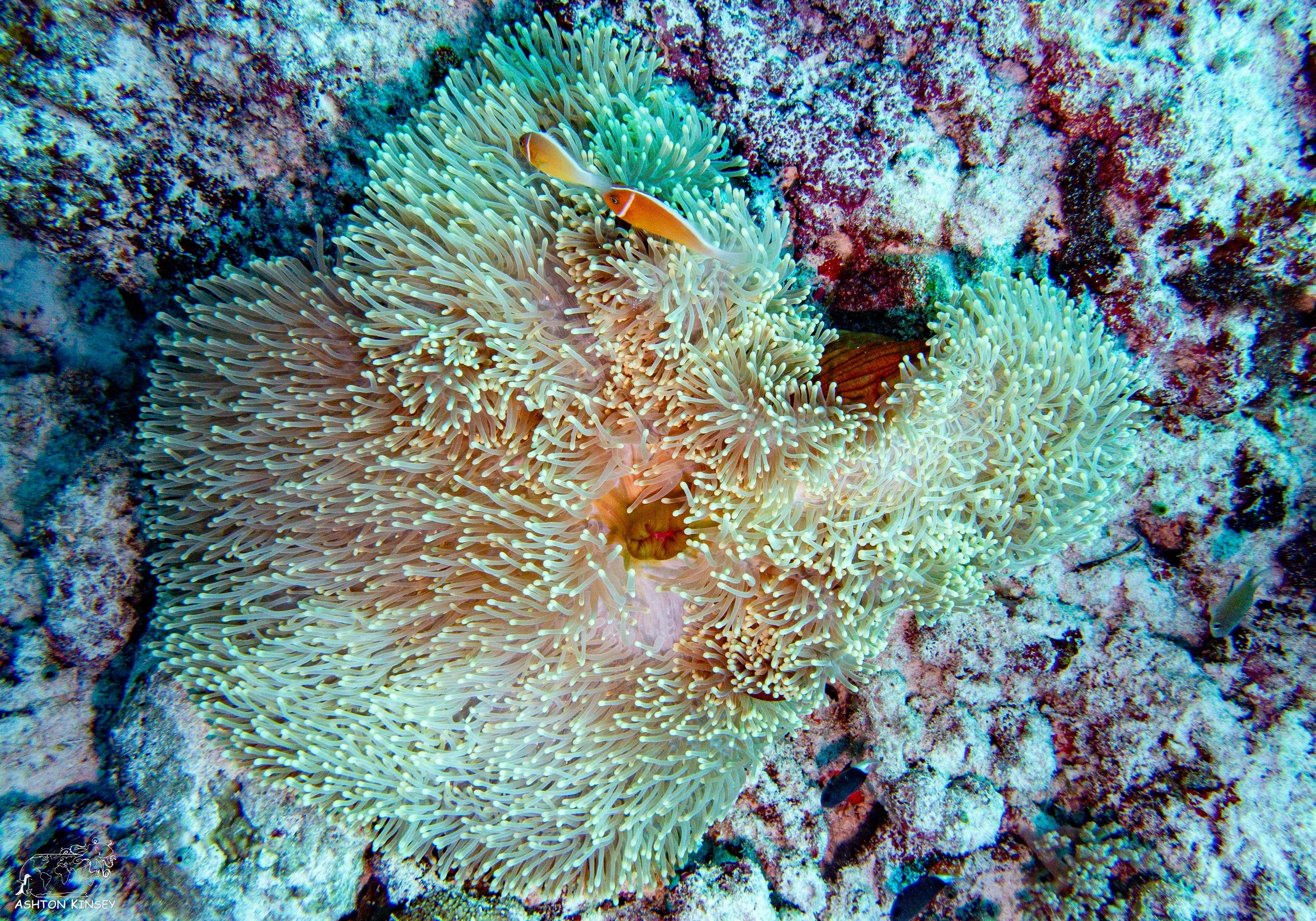Ngerchong Inside-8.jpg