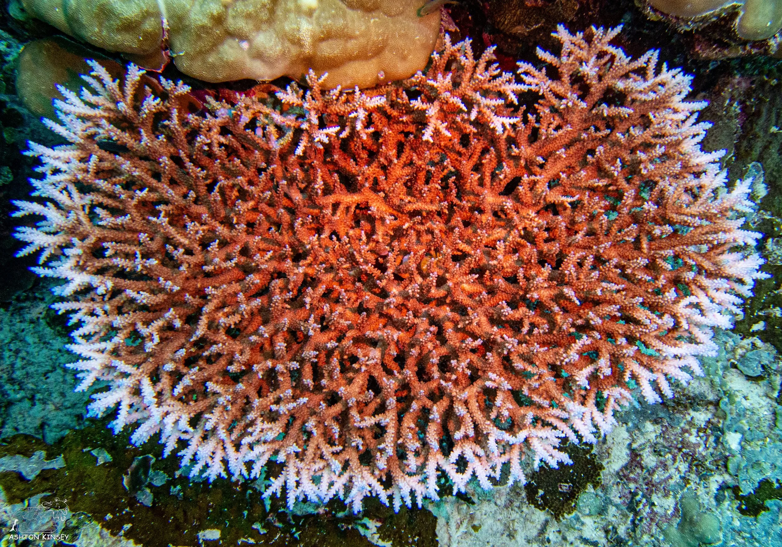 Sand Bar-9.jpg