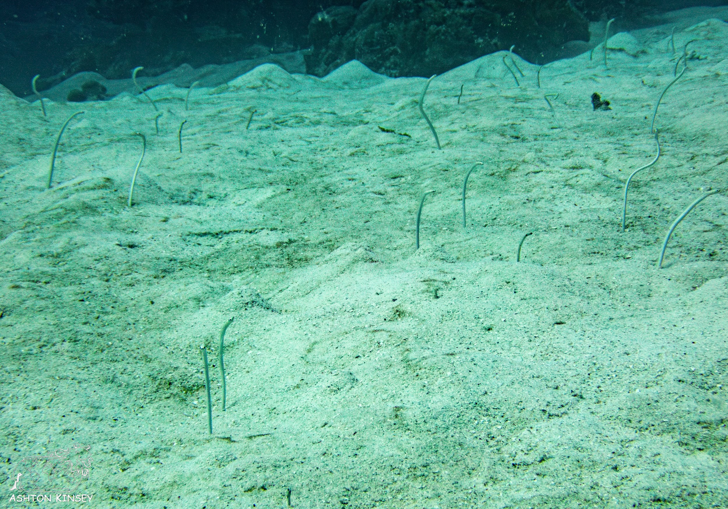 Sand Bar-11.jpg