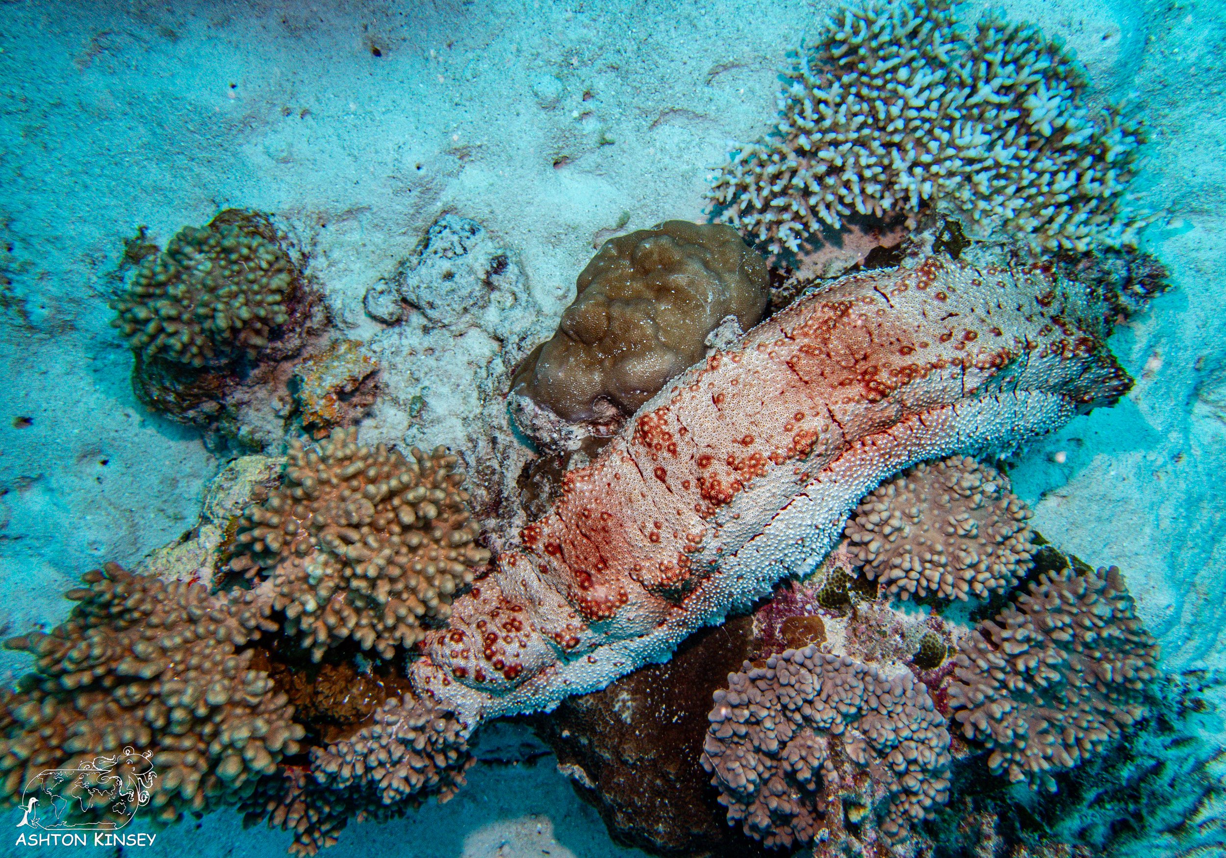Sand Bar-9.jpg