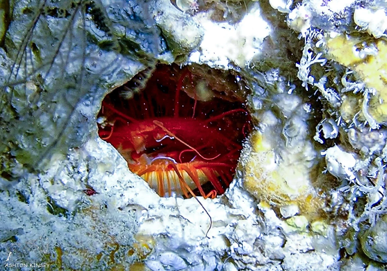 Siaes Tunnel-7.jpg