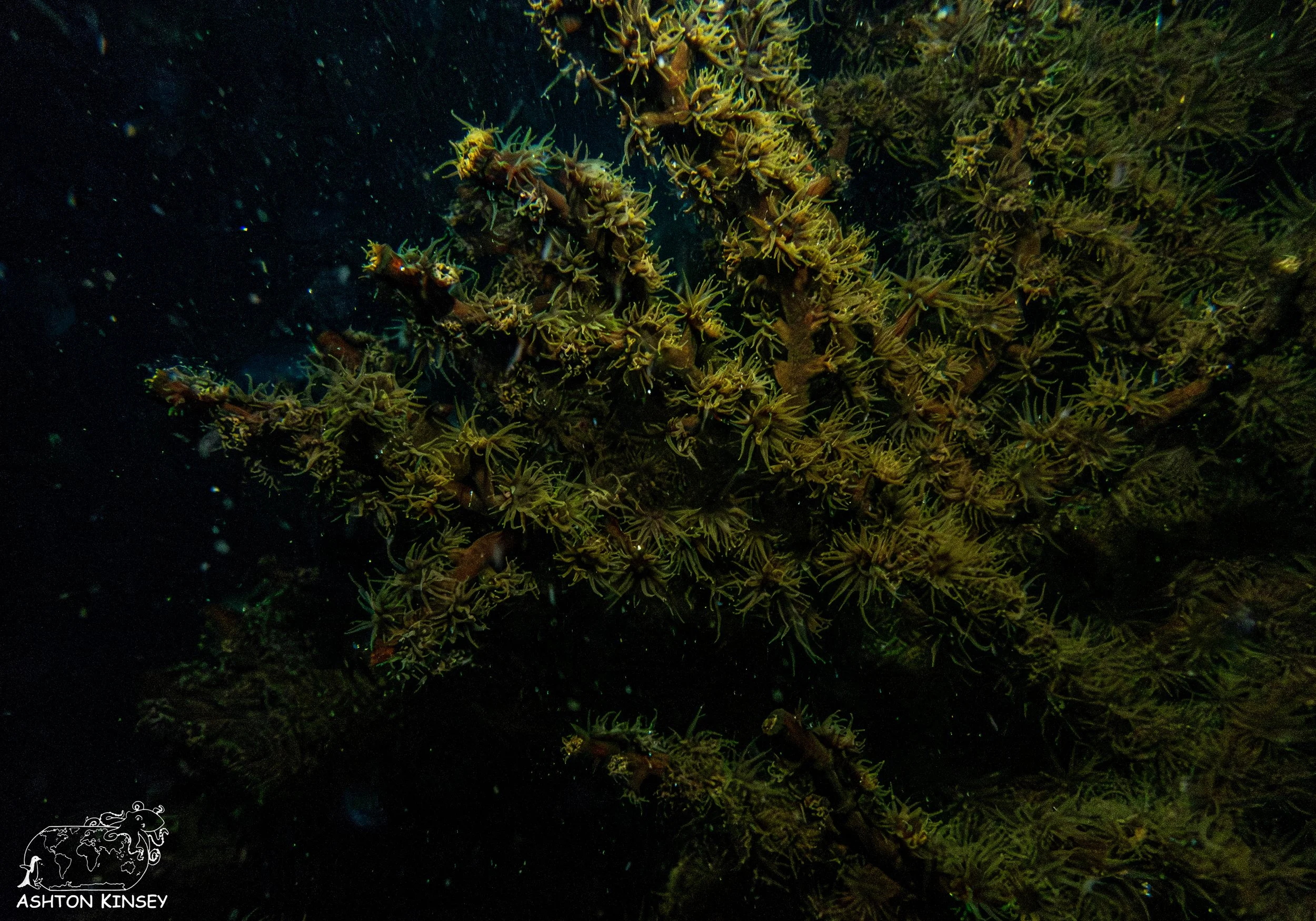 Jurrasic Cove-3.jpg