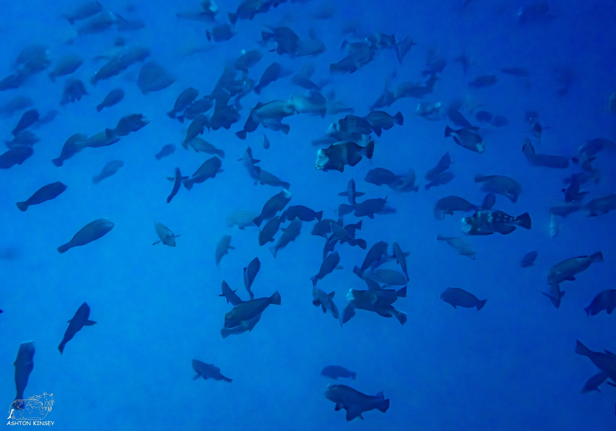 Spawning Dive-3.jpg