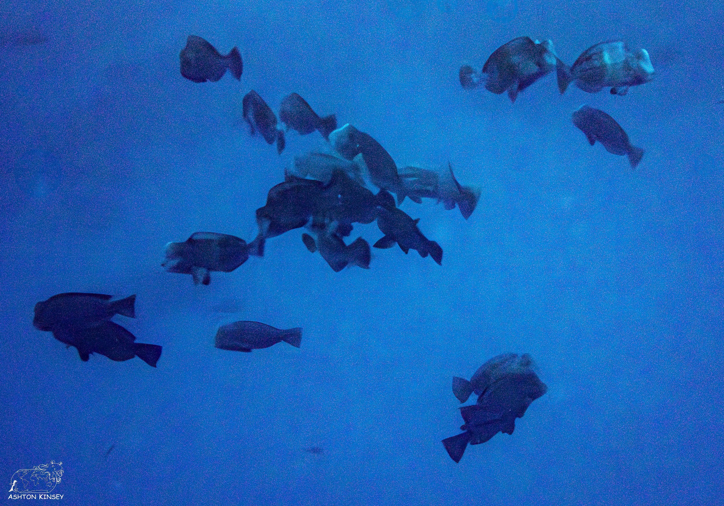 Spawning Dive-5.jpg