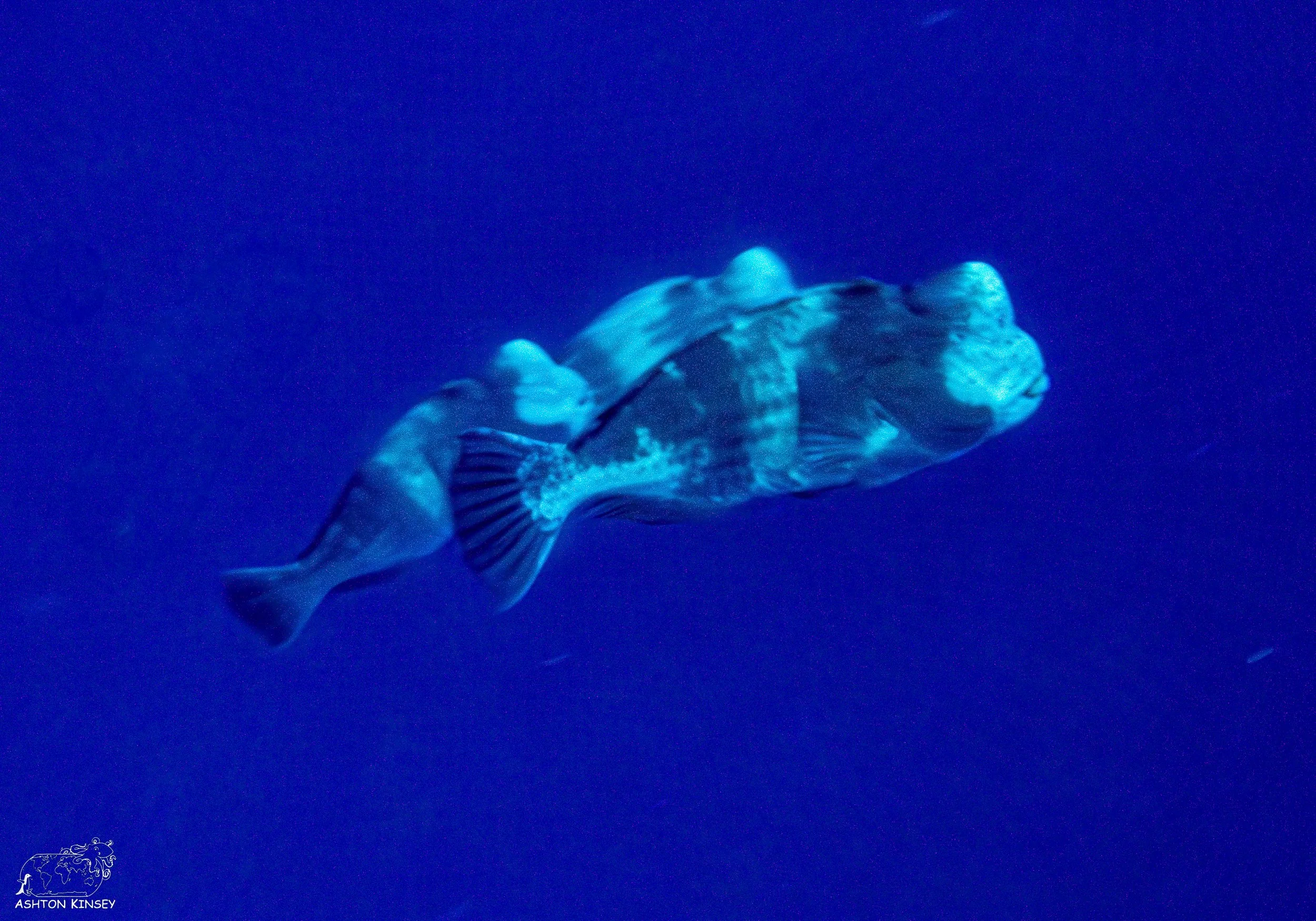 Spawning Dive-11.jpg