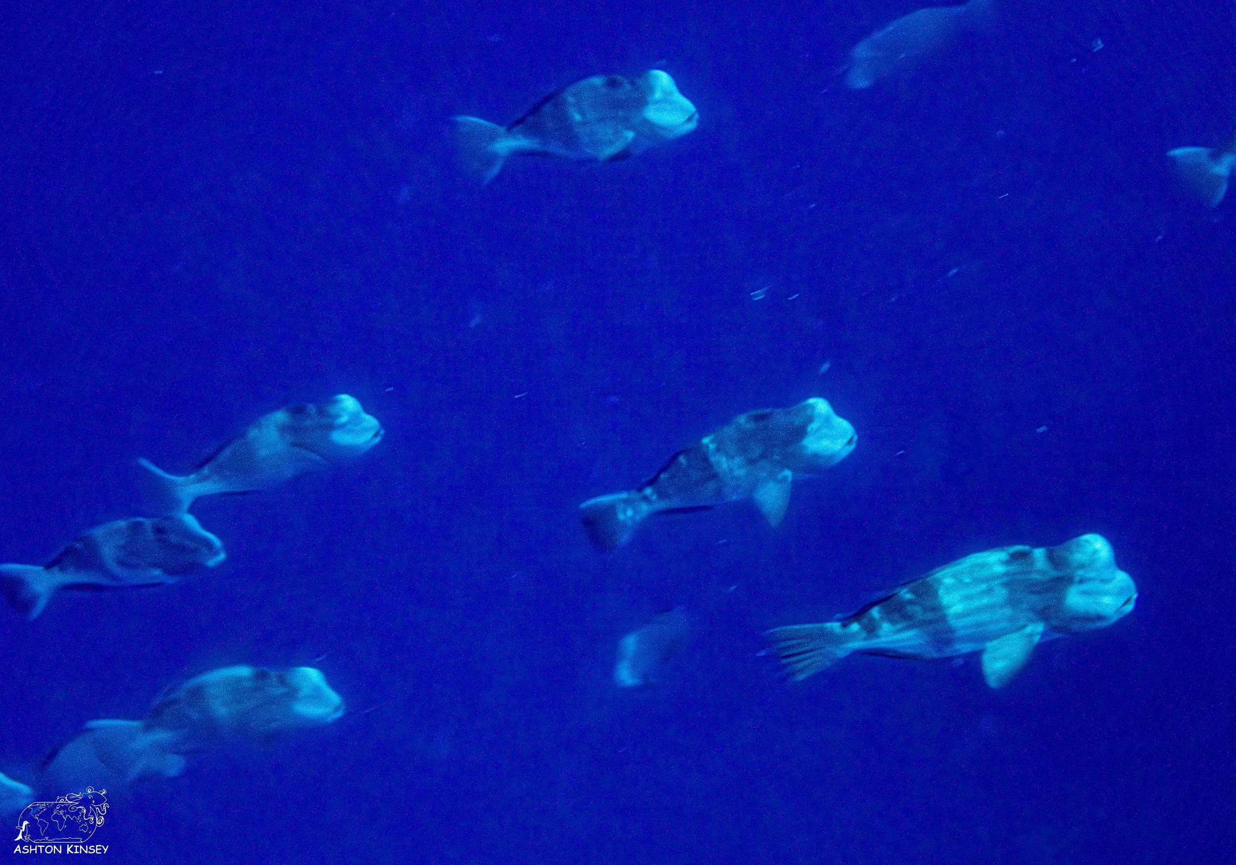Spawning Dive-12.jpg