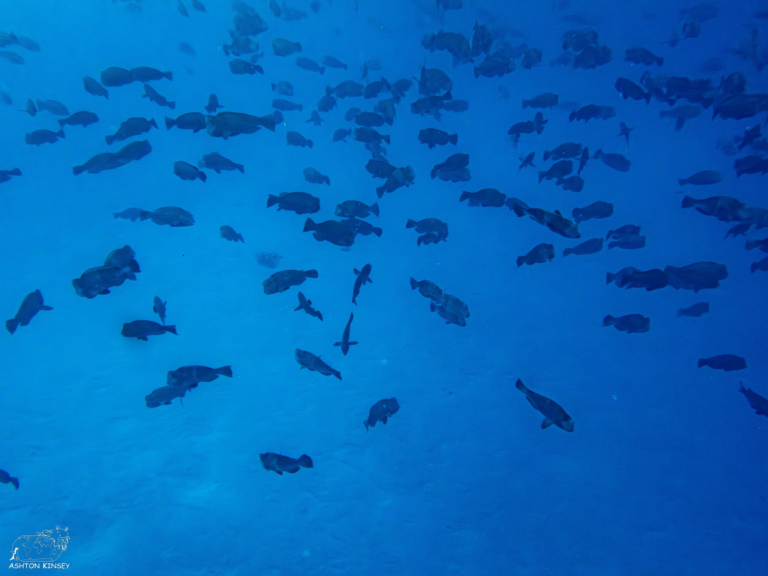 Spawning Dive-15.jpg