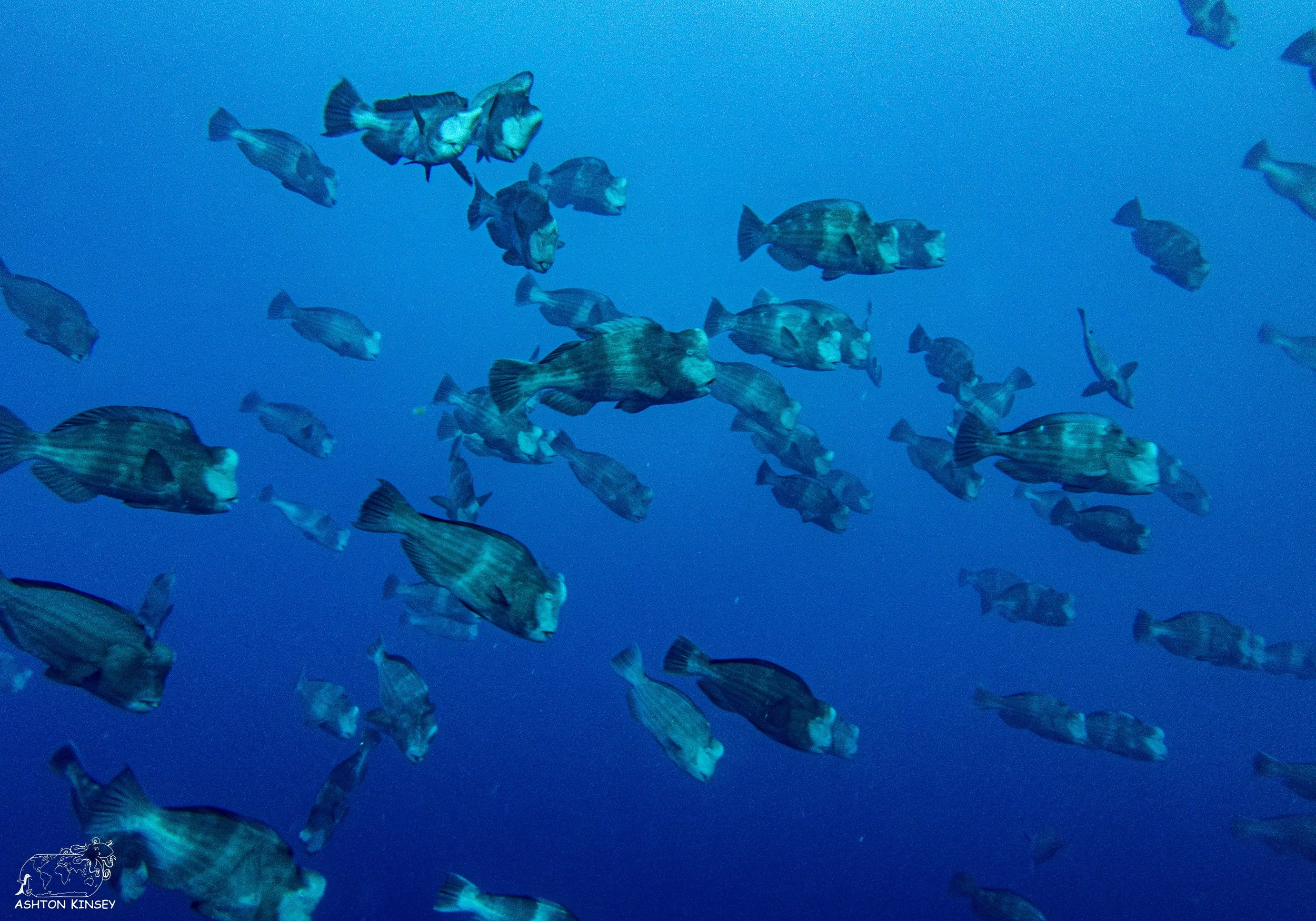 Spawning Dive-17.jpg