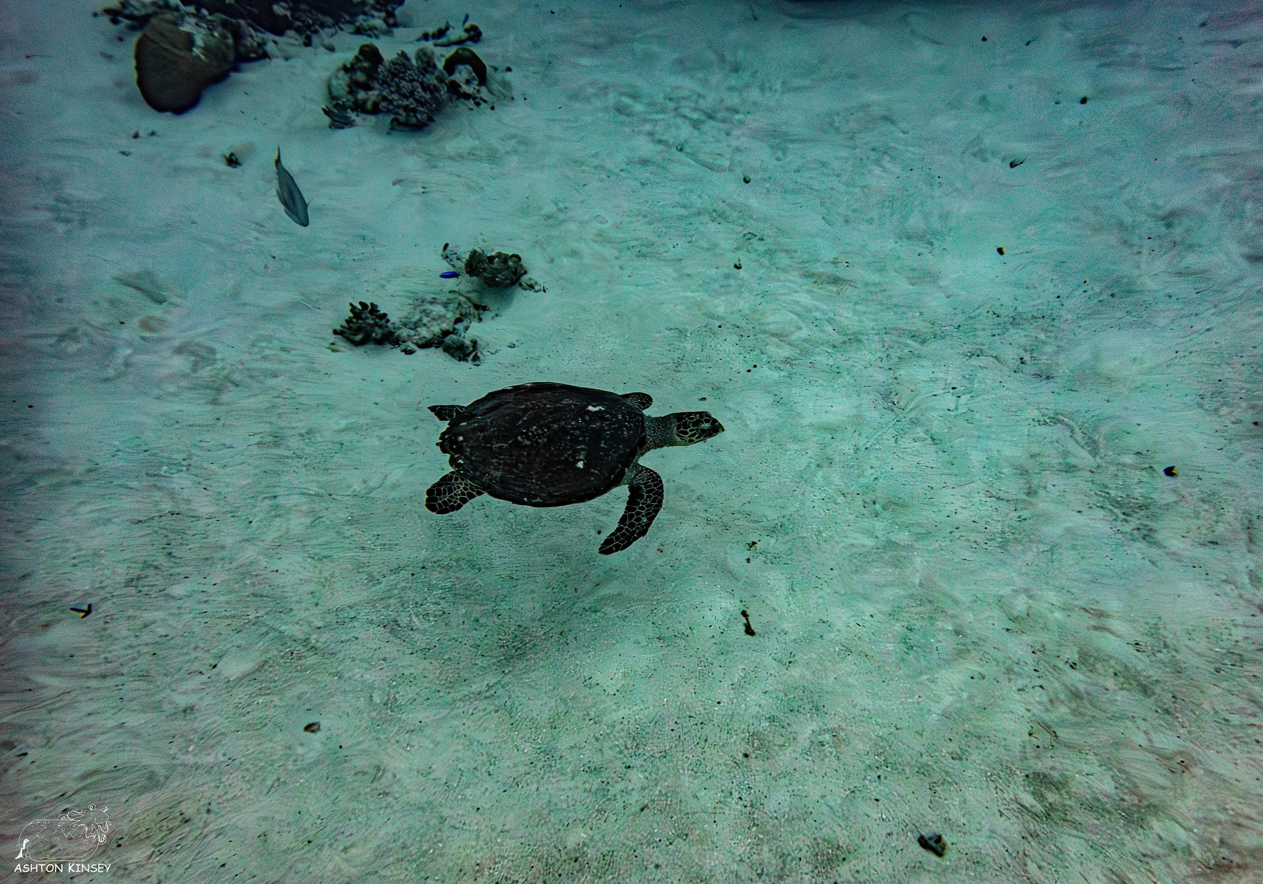 Spawning Dive.jpg