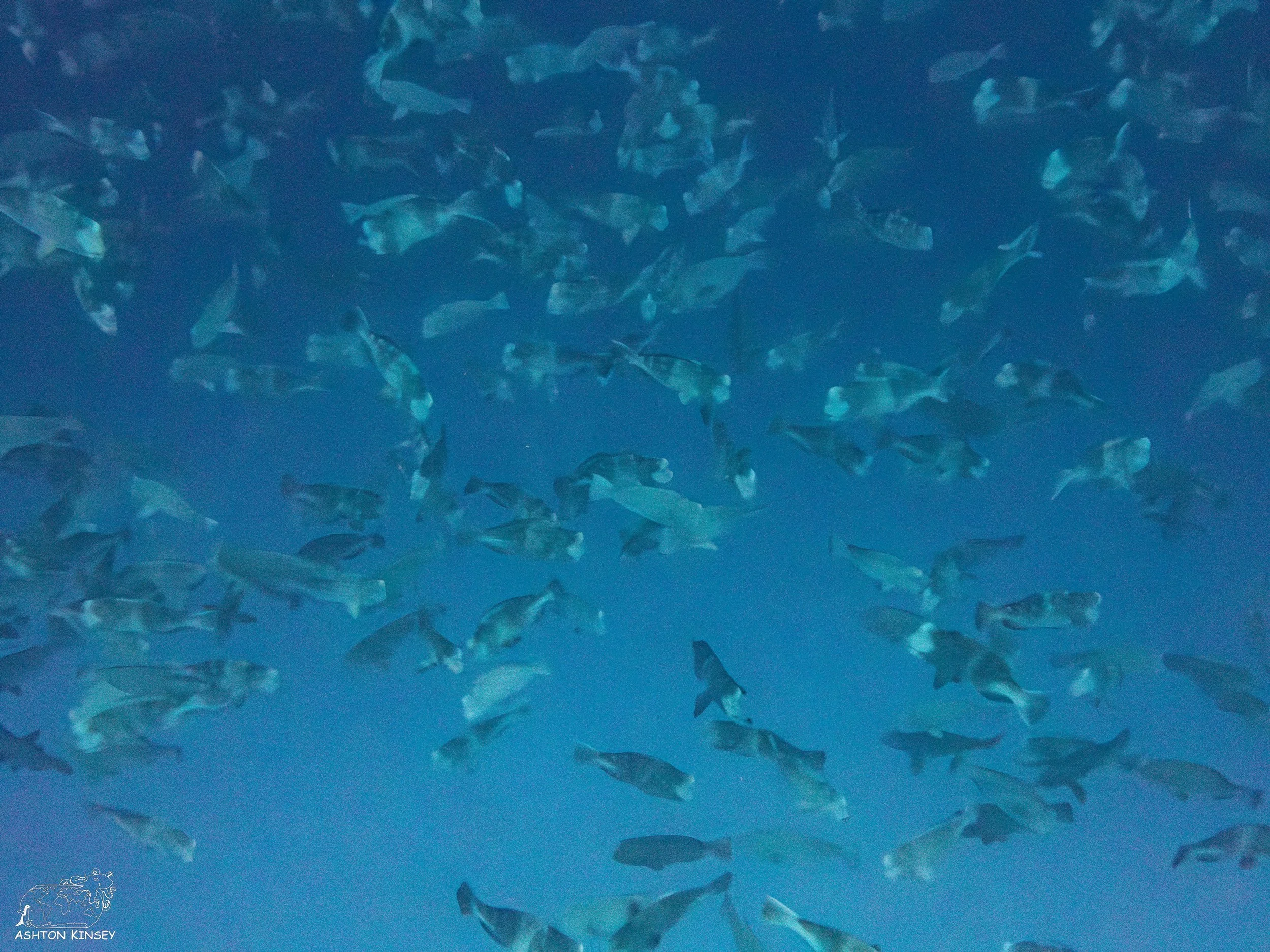 Spawning Dive-1.jpg
