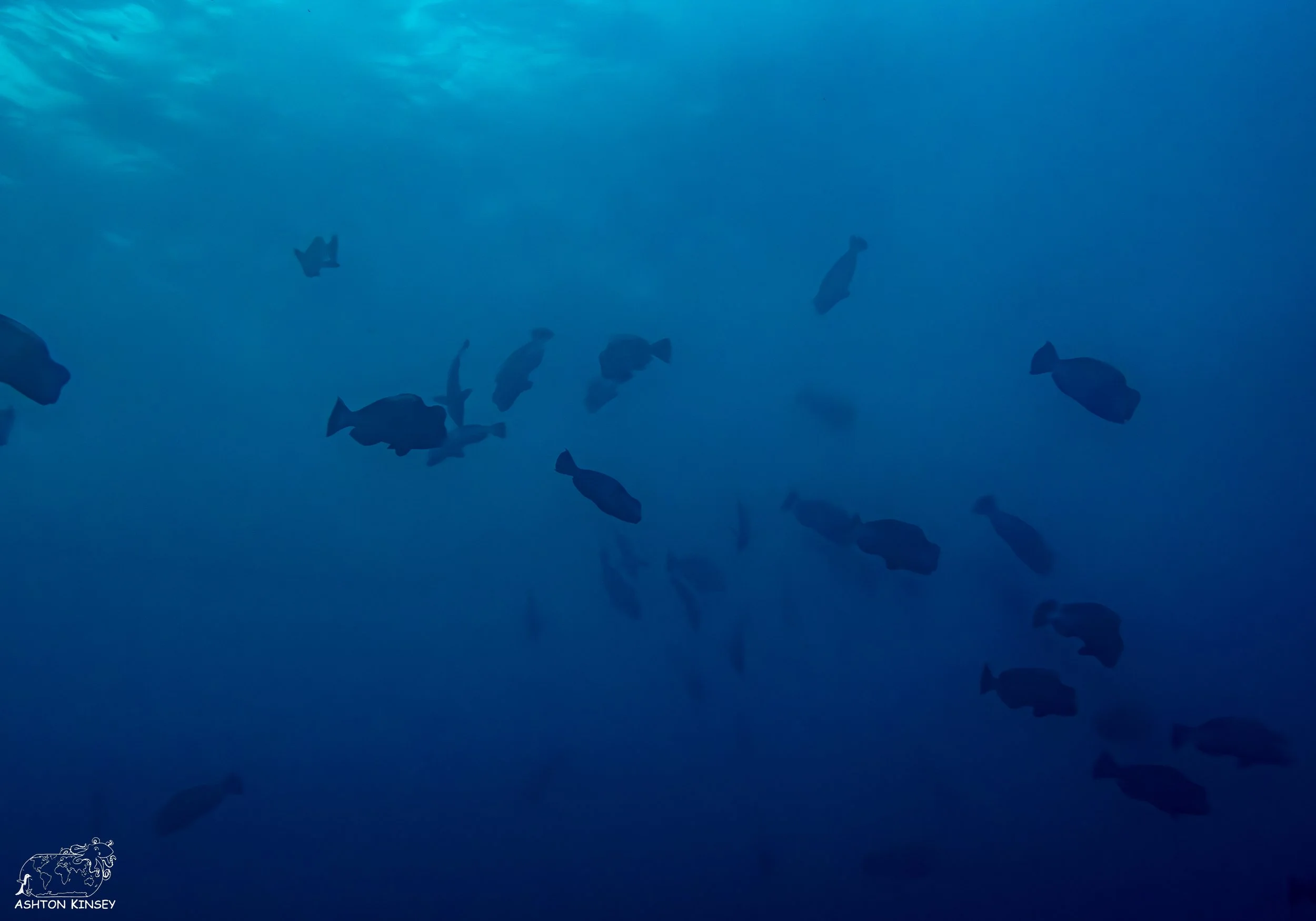 Spawning Dive-2.jpg
