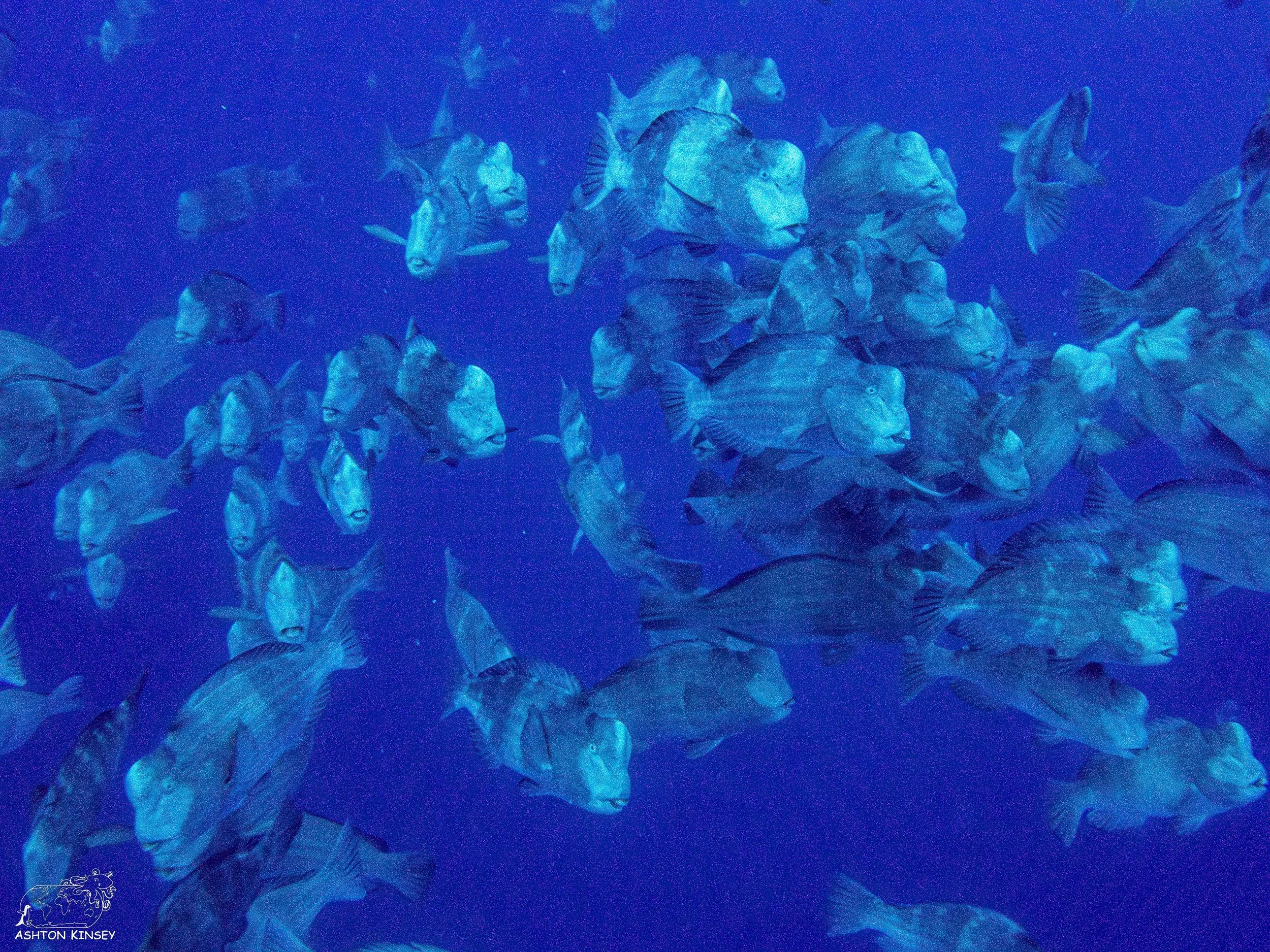 Spawning Dive-20.jpg