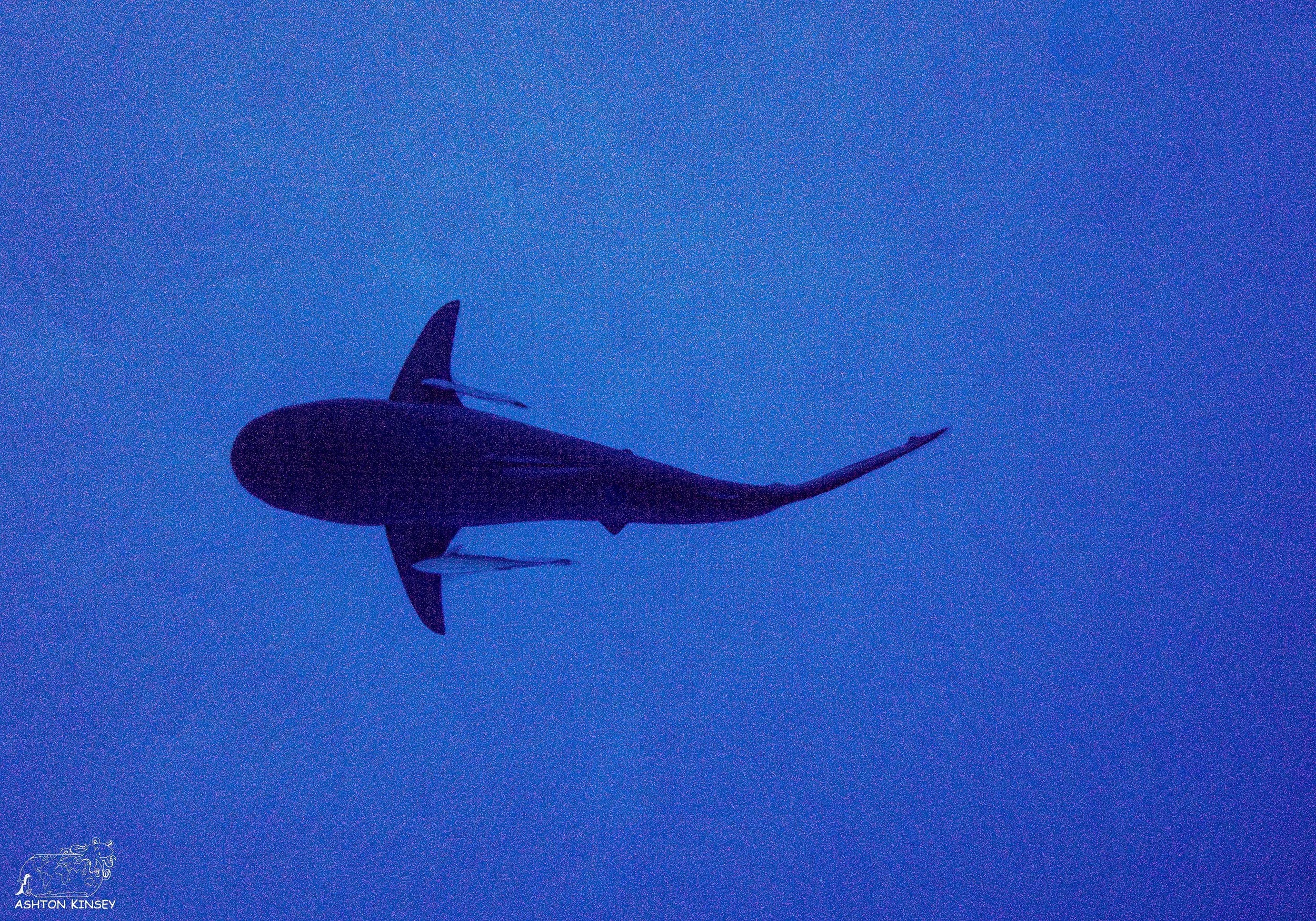 Spawning Dive-21.jpg