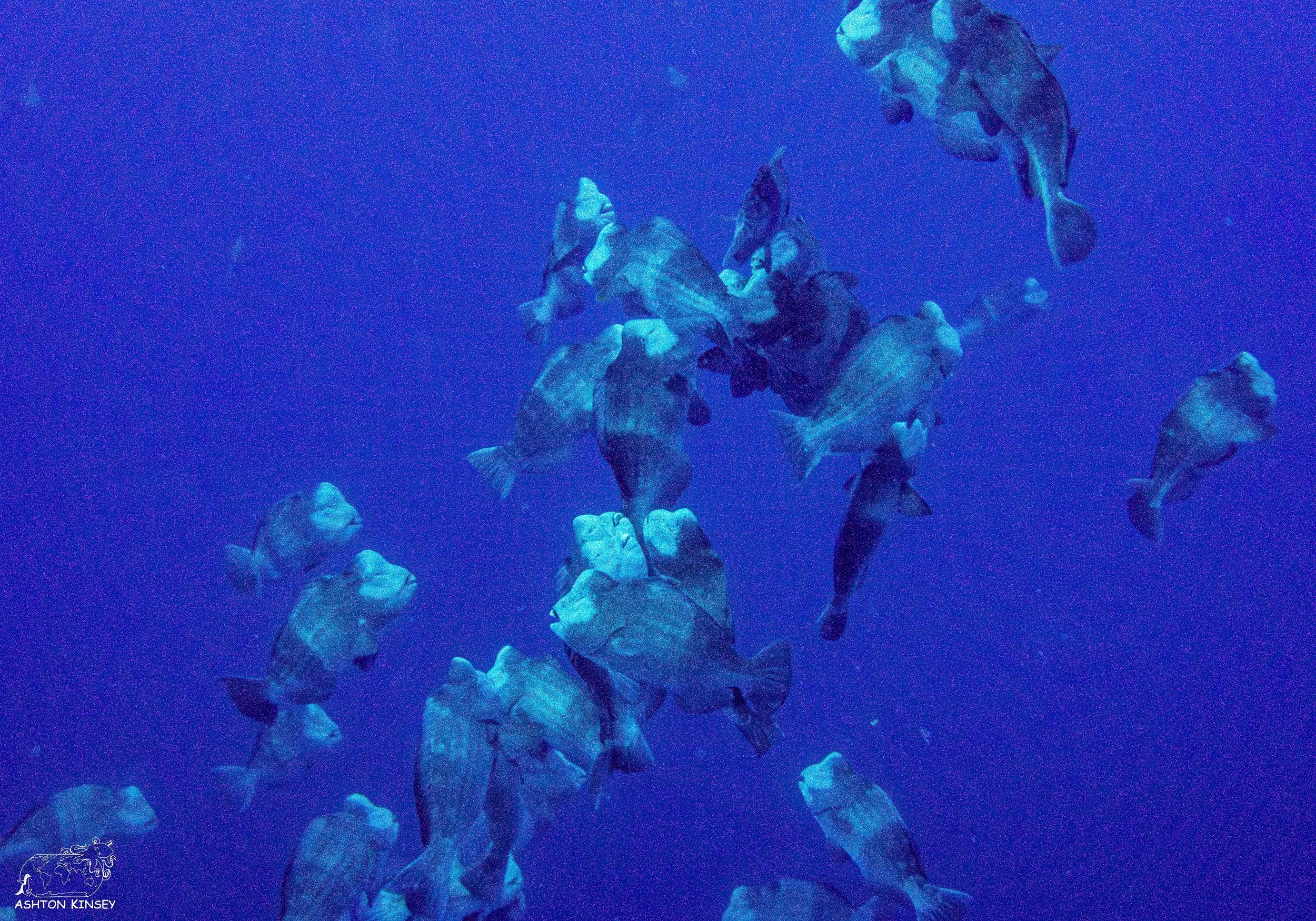 Spawning Dive-18.jpg