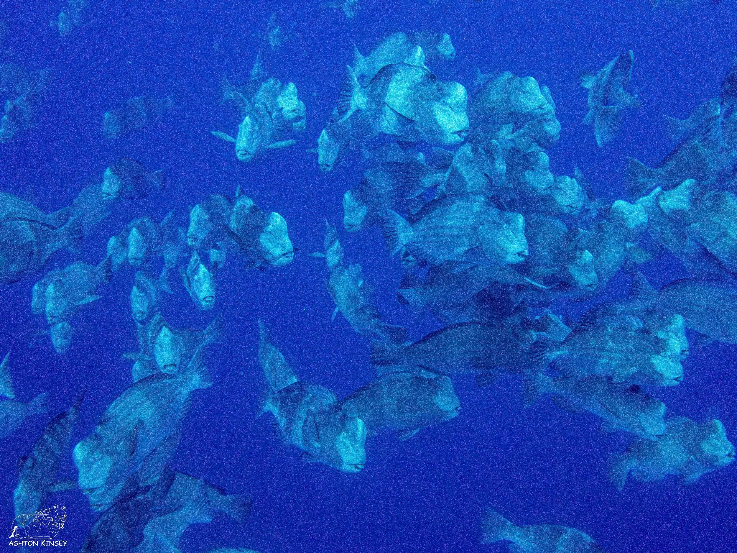 Spawning Dive-19.jpg