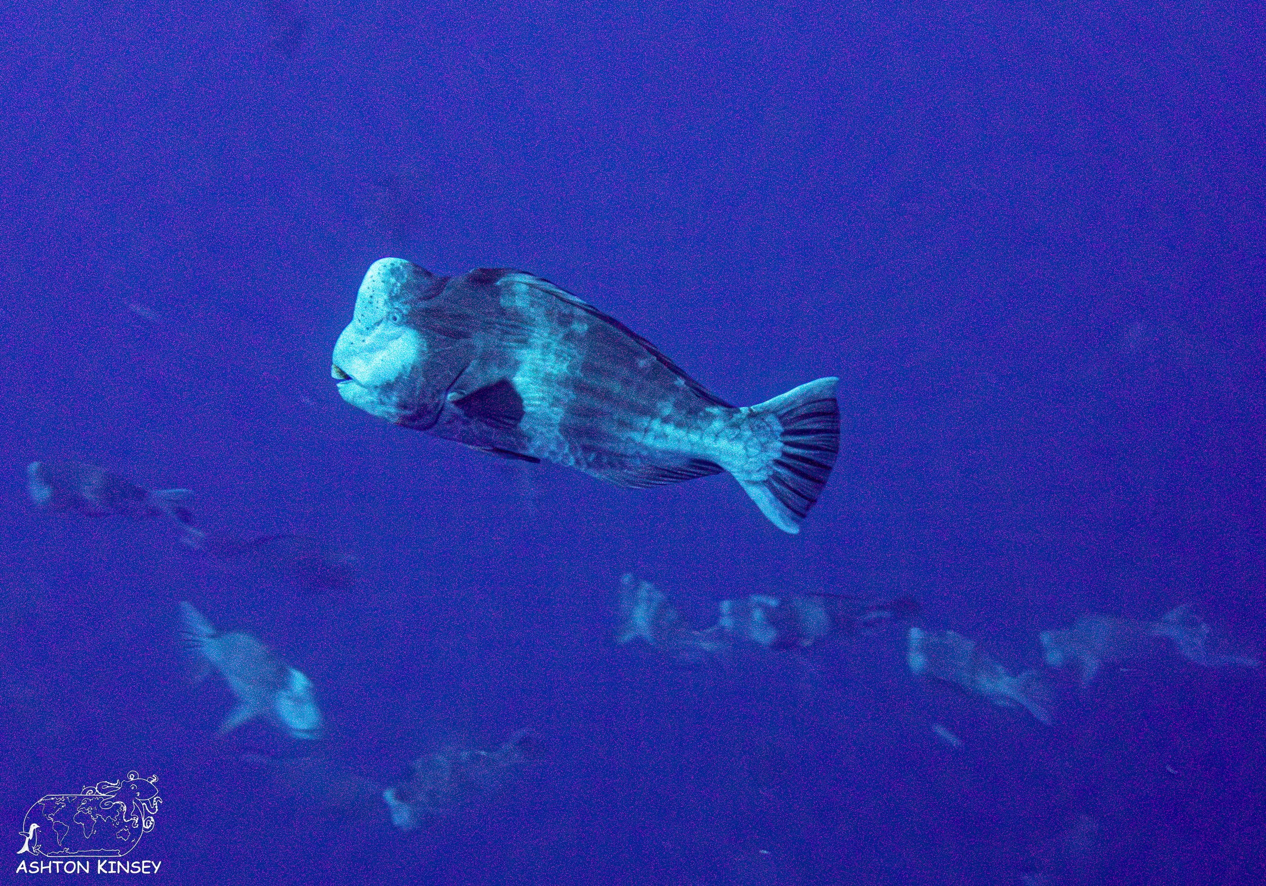 spawning part deux-7.jpg