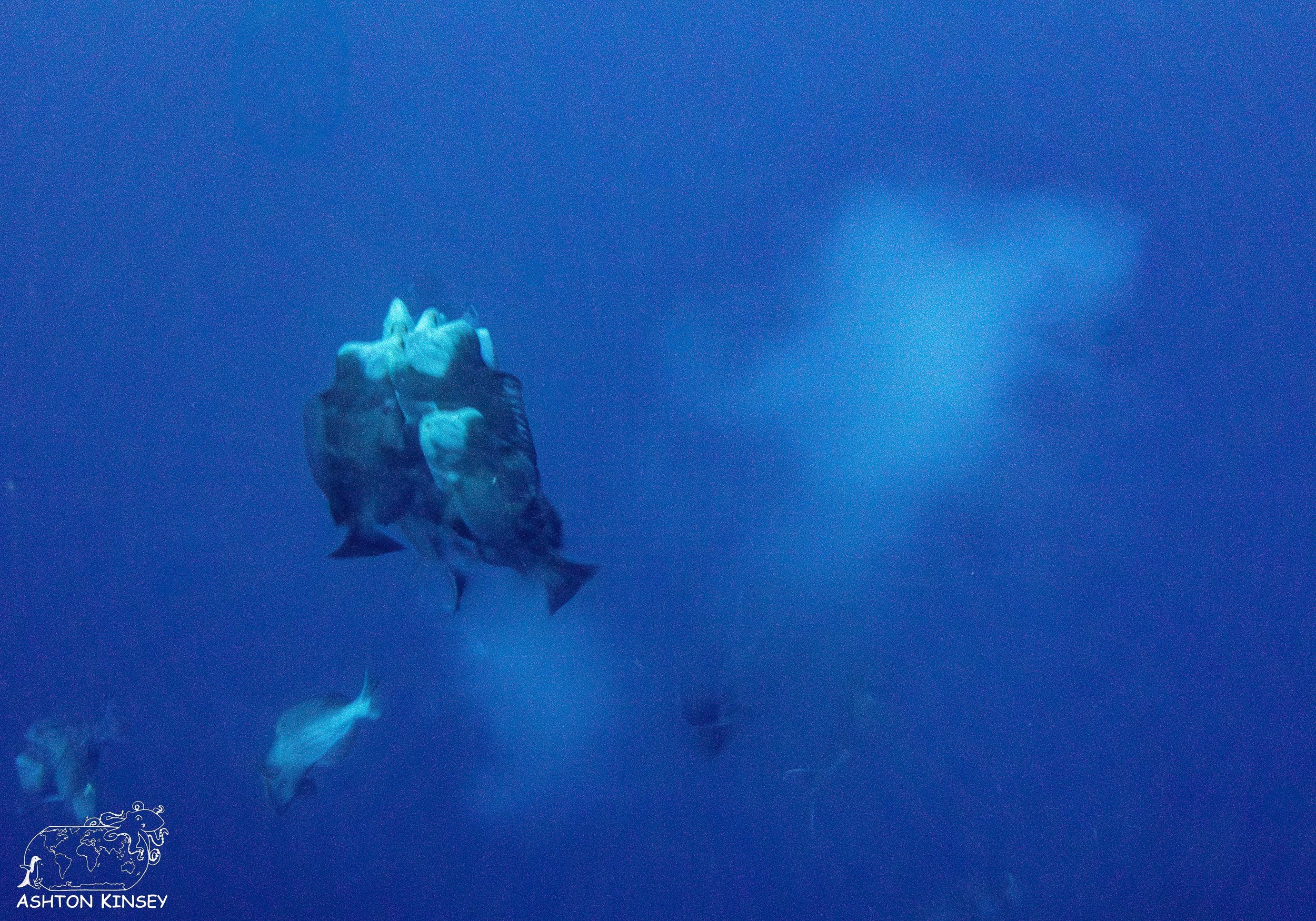 spawning part deux-8.jpg