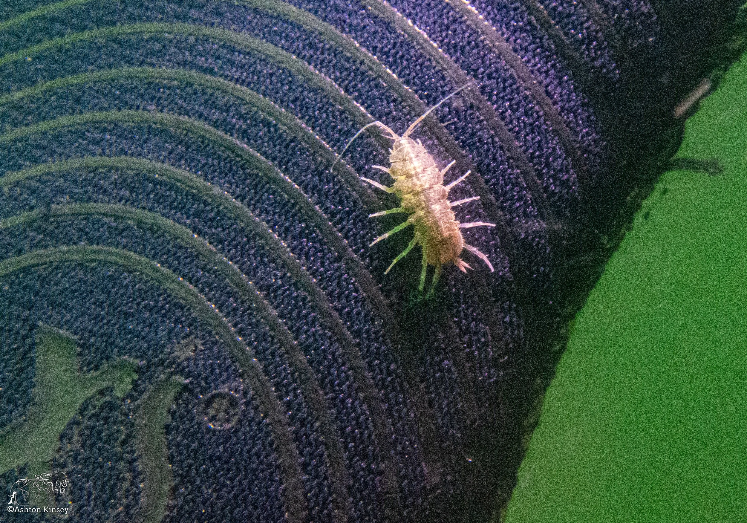  Freshwater isopod. 