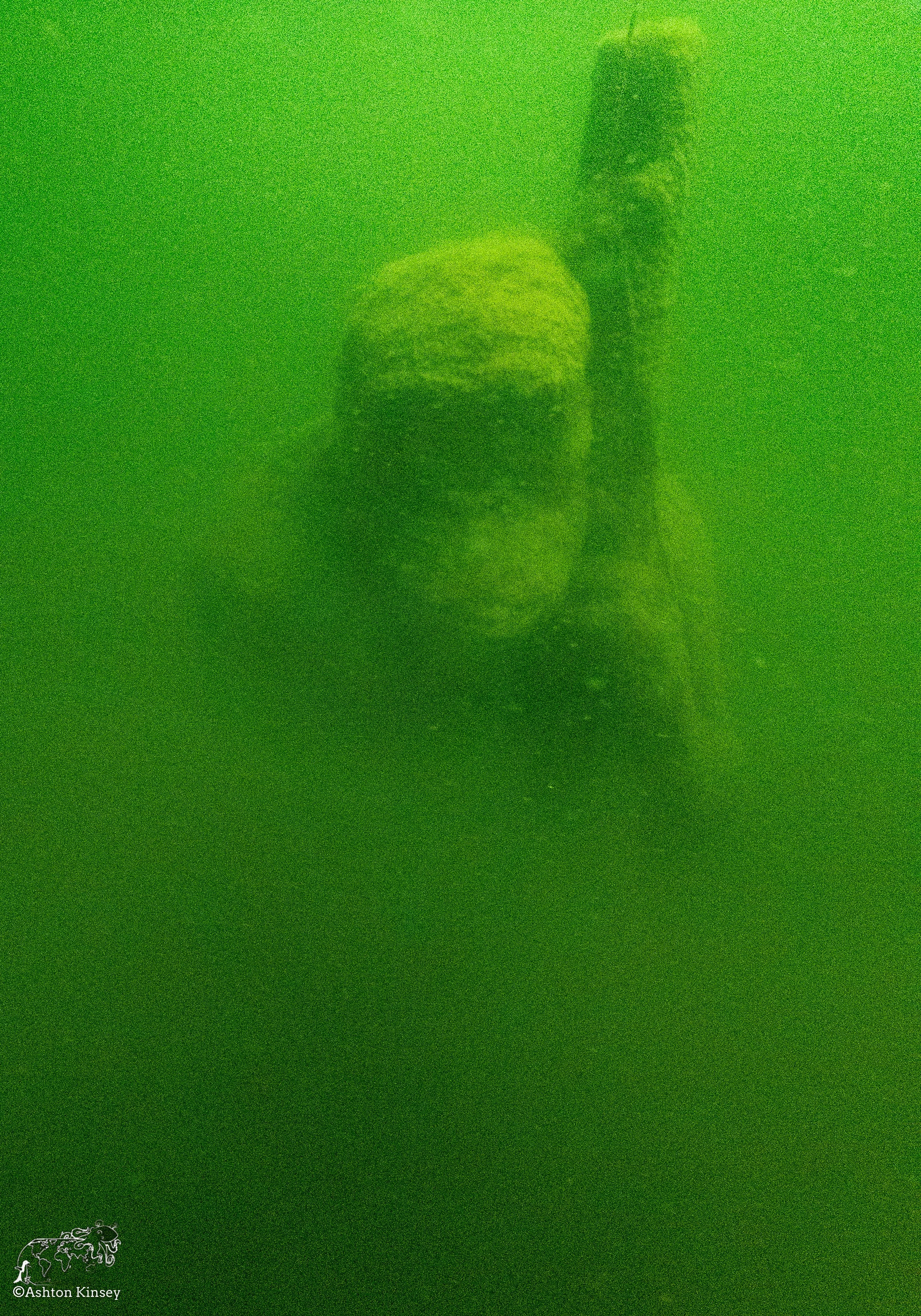 Wreck Diver-4.jpg