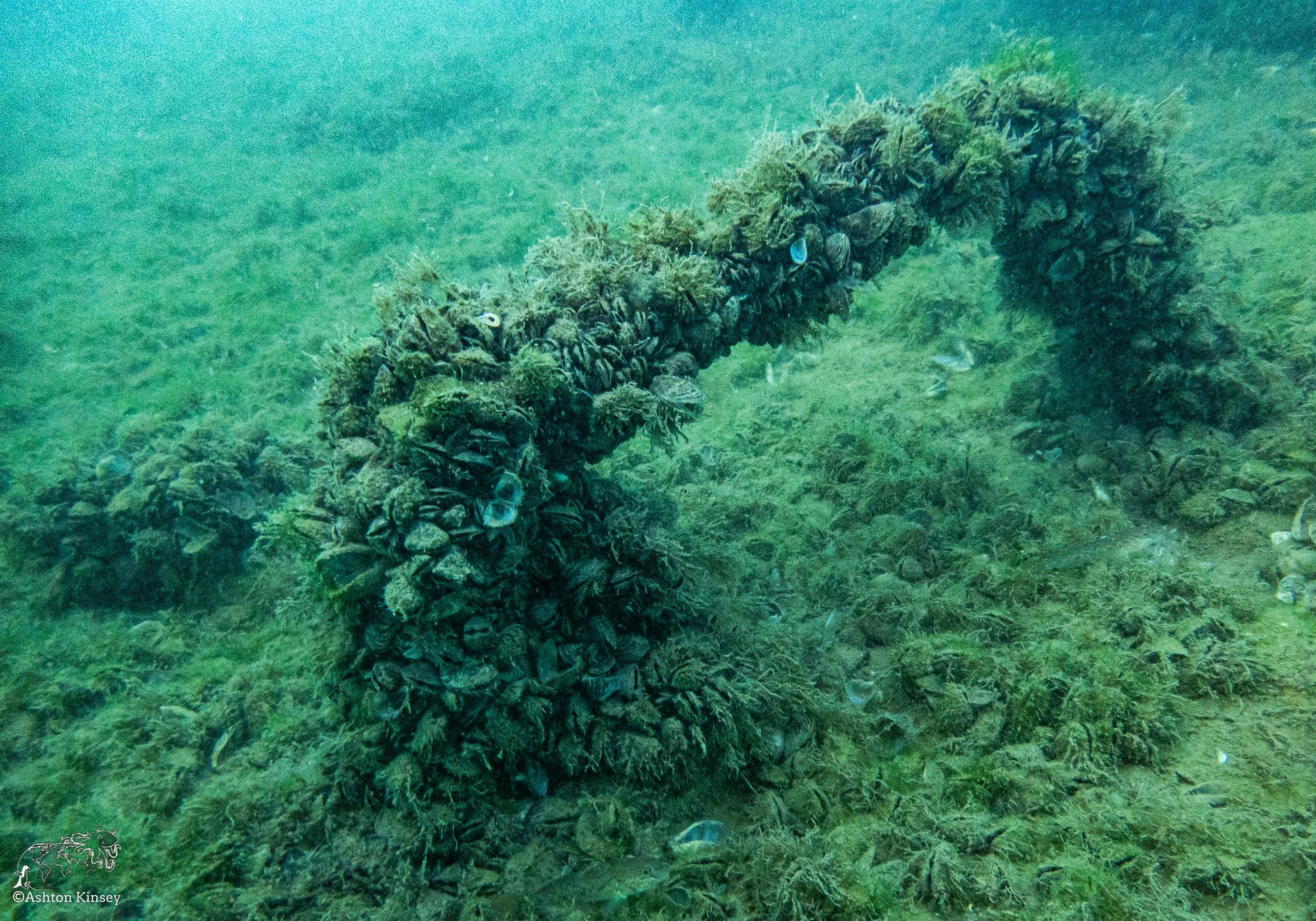 Wreck Diver-15.jpg