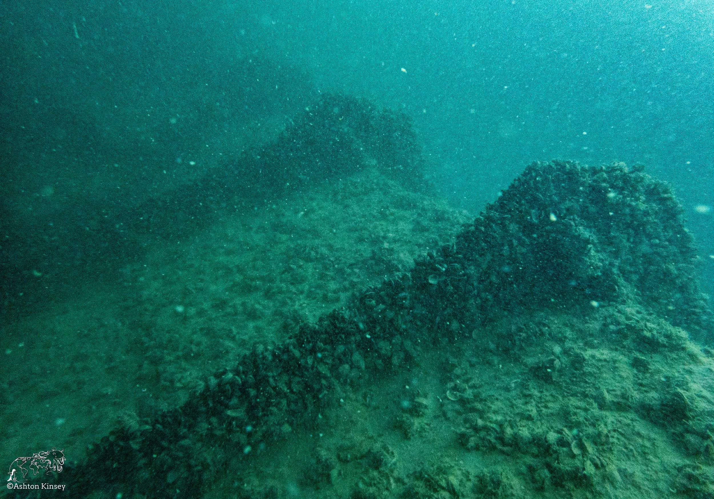 Wreck Diver-18.jpg