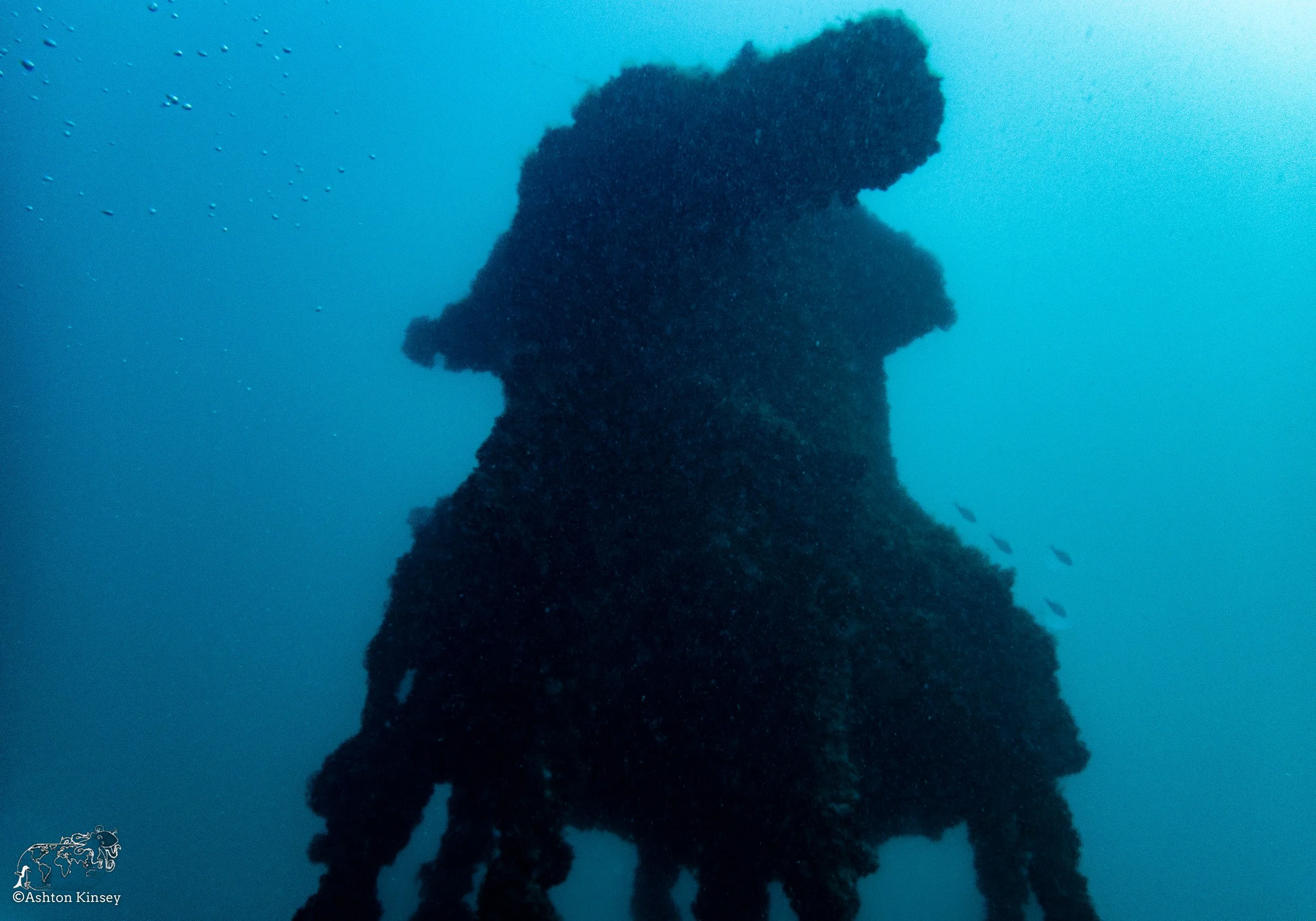 Wreck Diver-Louis-3.jpg
