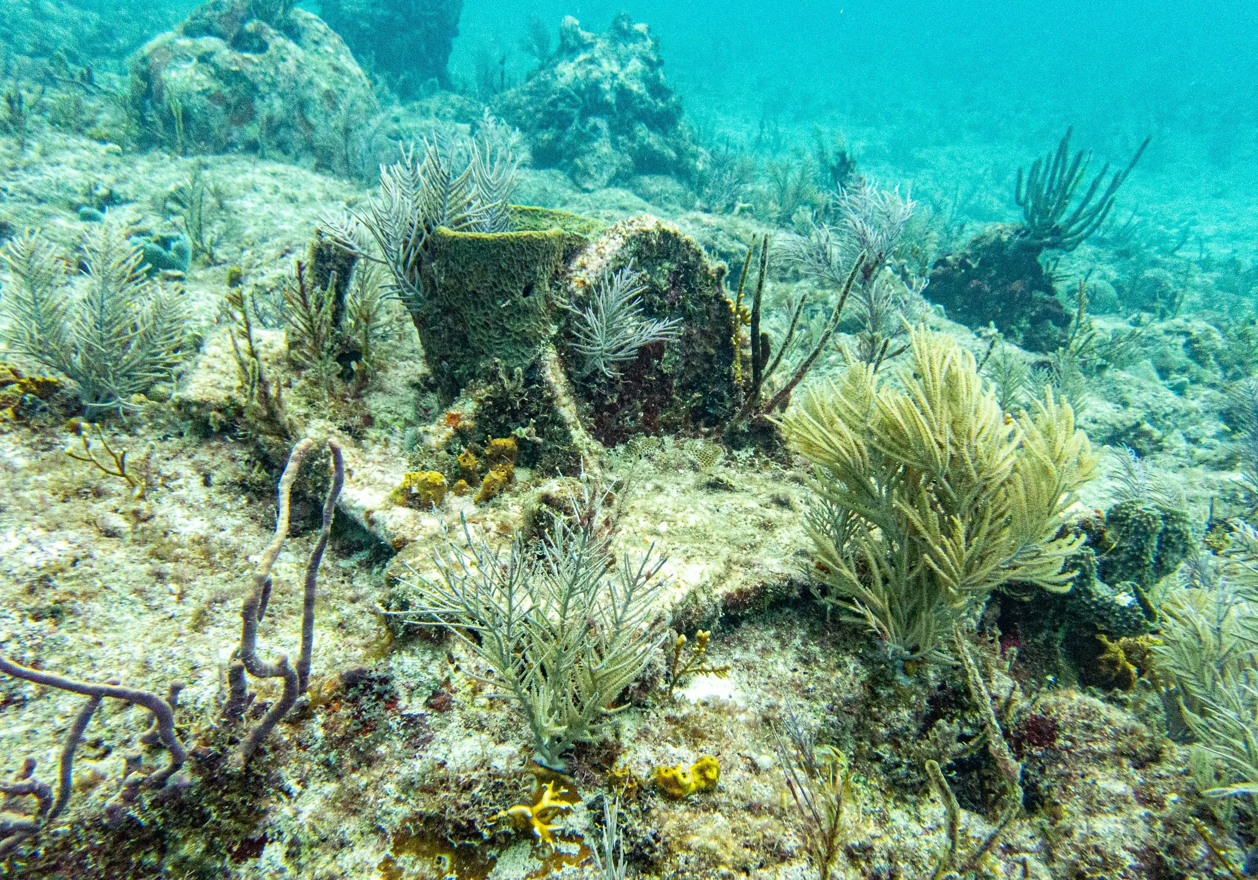 RR-KL-D2- Wellington-5.jpg
