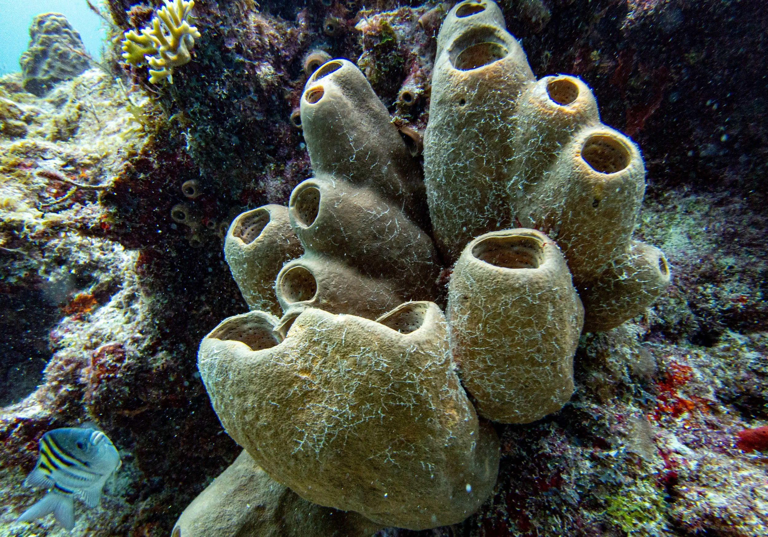 RR-KL-D1-Eagle Ray Alley-2.jpg