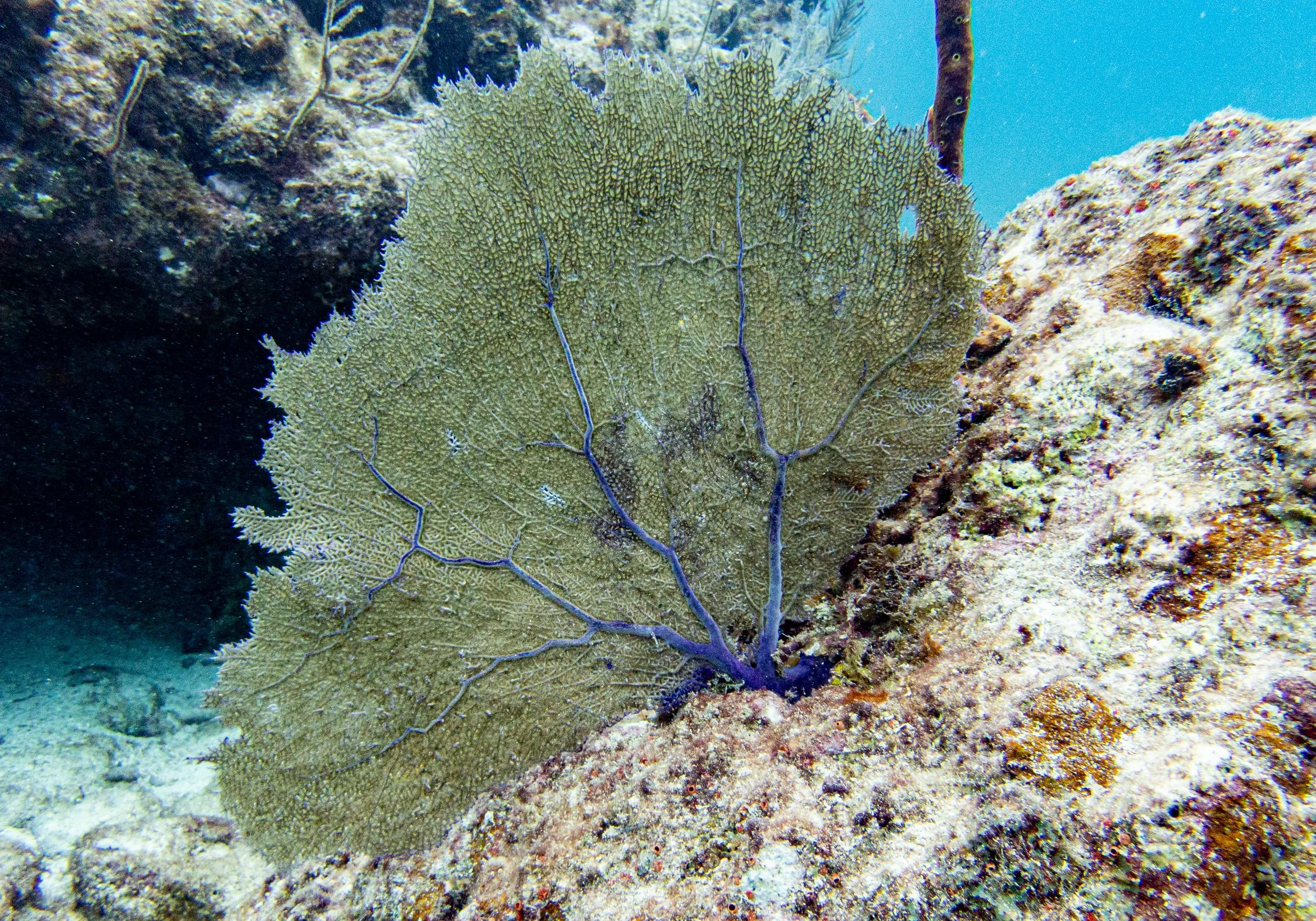 RR-KL-D1-Eagle Ray Alley-3.jpg