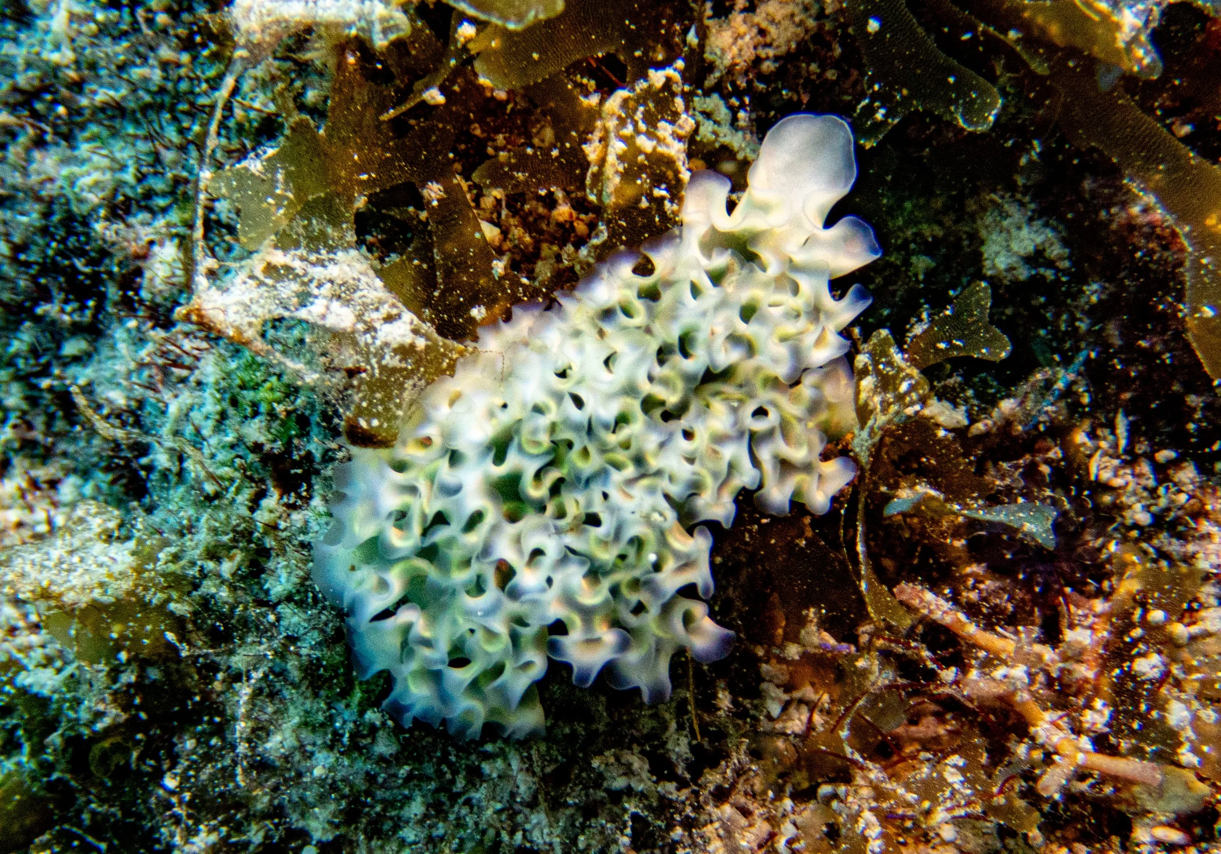 RR-KL-D1-Eagle Ray Alley-4.jpg