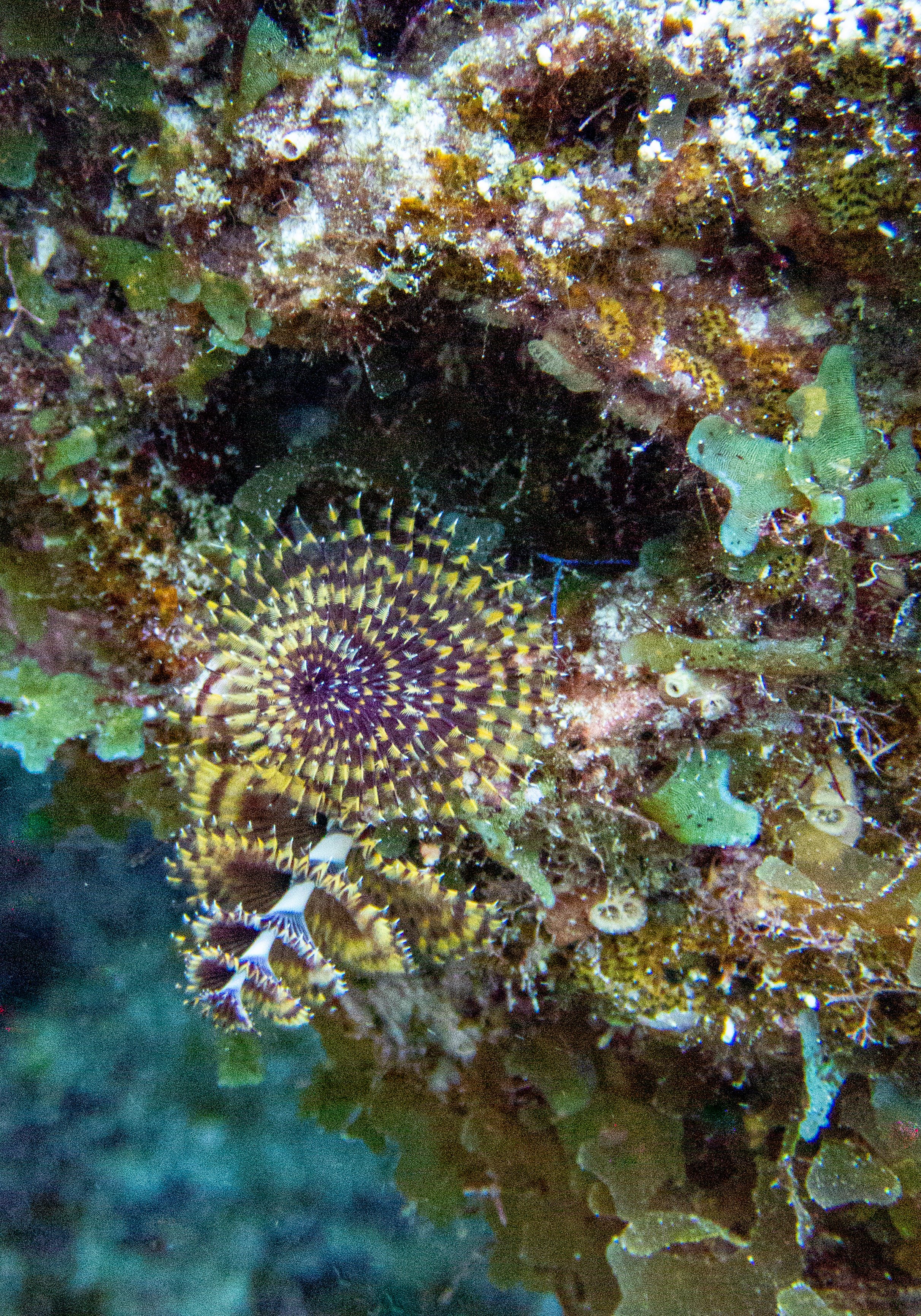 RR-KL-D1-Eagle Ray Alley-5.jpg