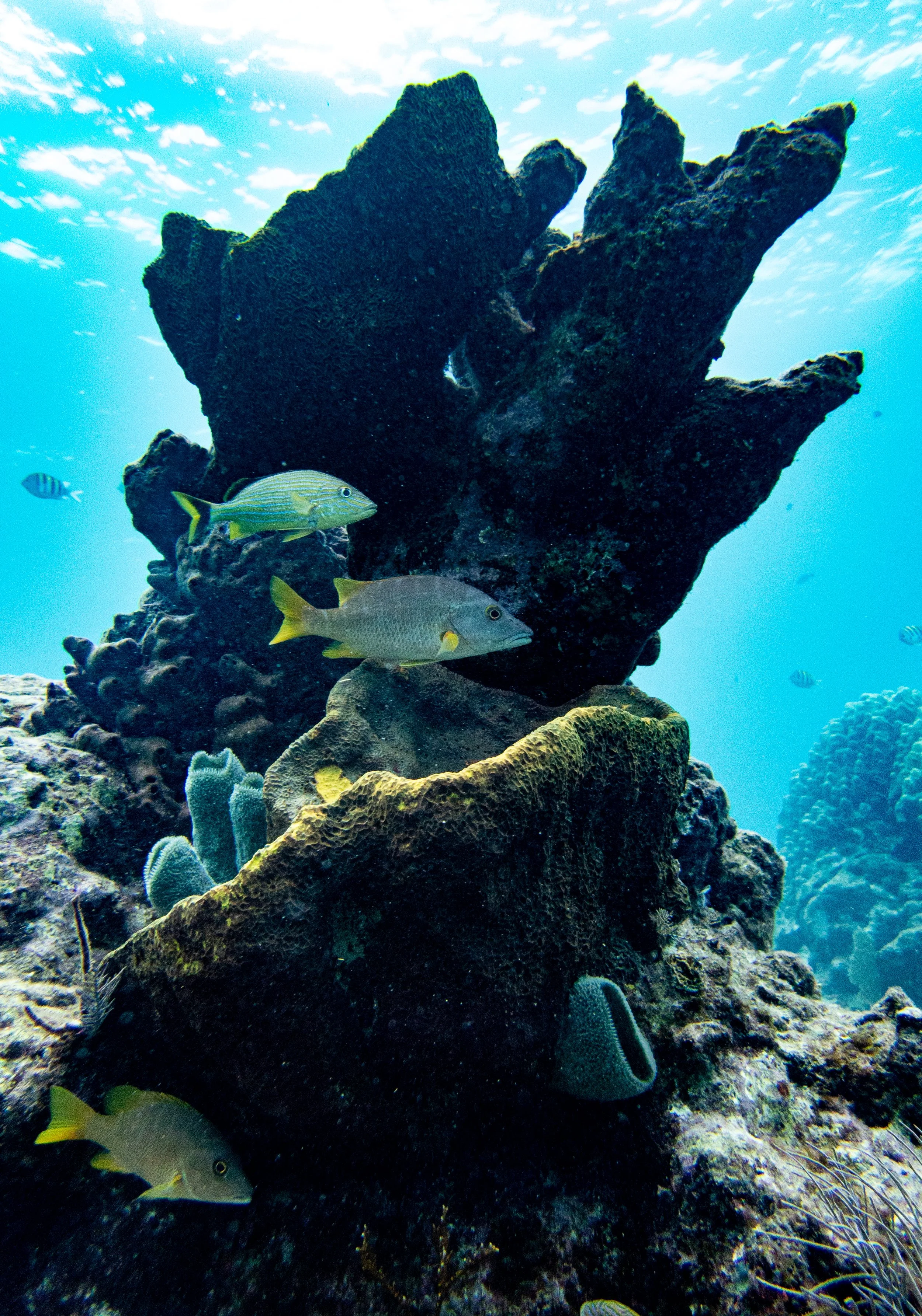 RR-KL-D1-Eagle Ray Alley-7.jpg