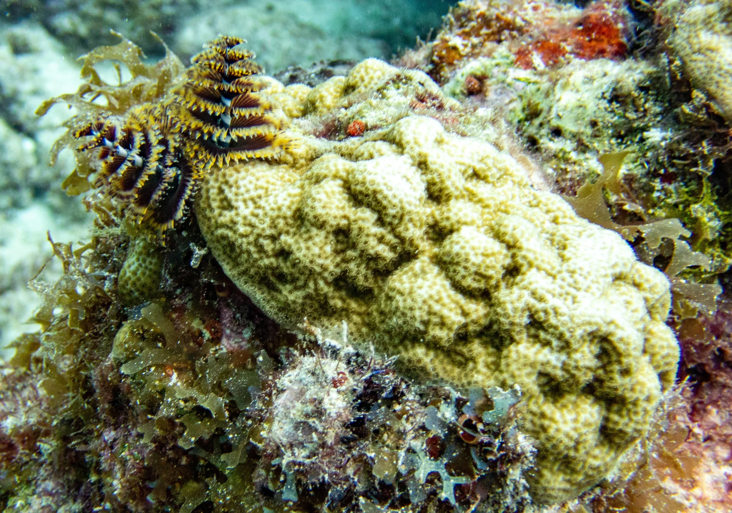 RR-KL-D1-Eagle Ray Alley-8.jpg
