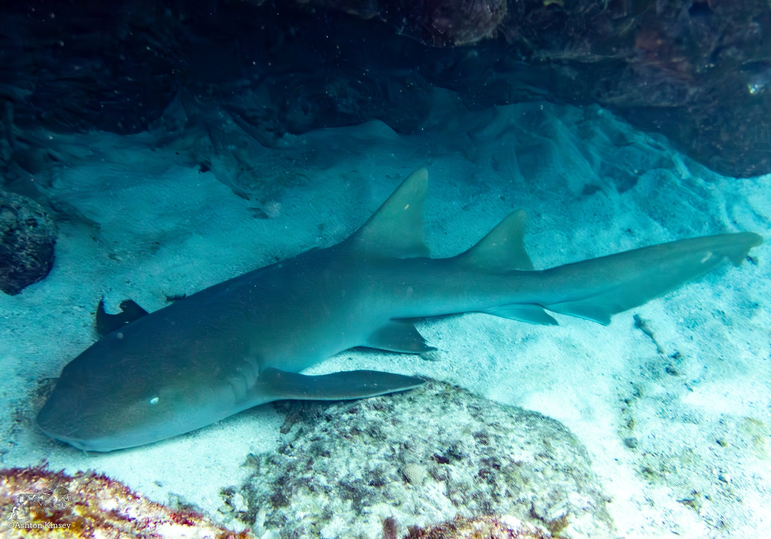RR-KL-D1-Eagle Ray Alley-9.jpg