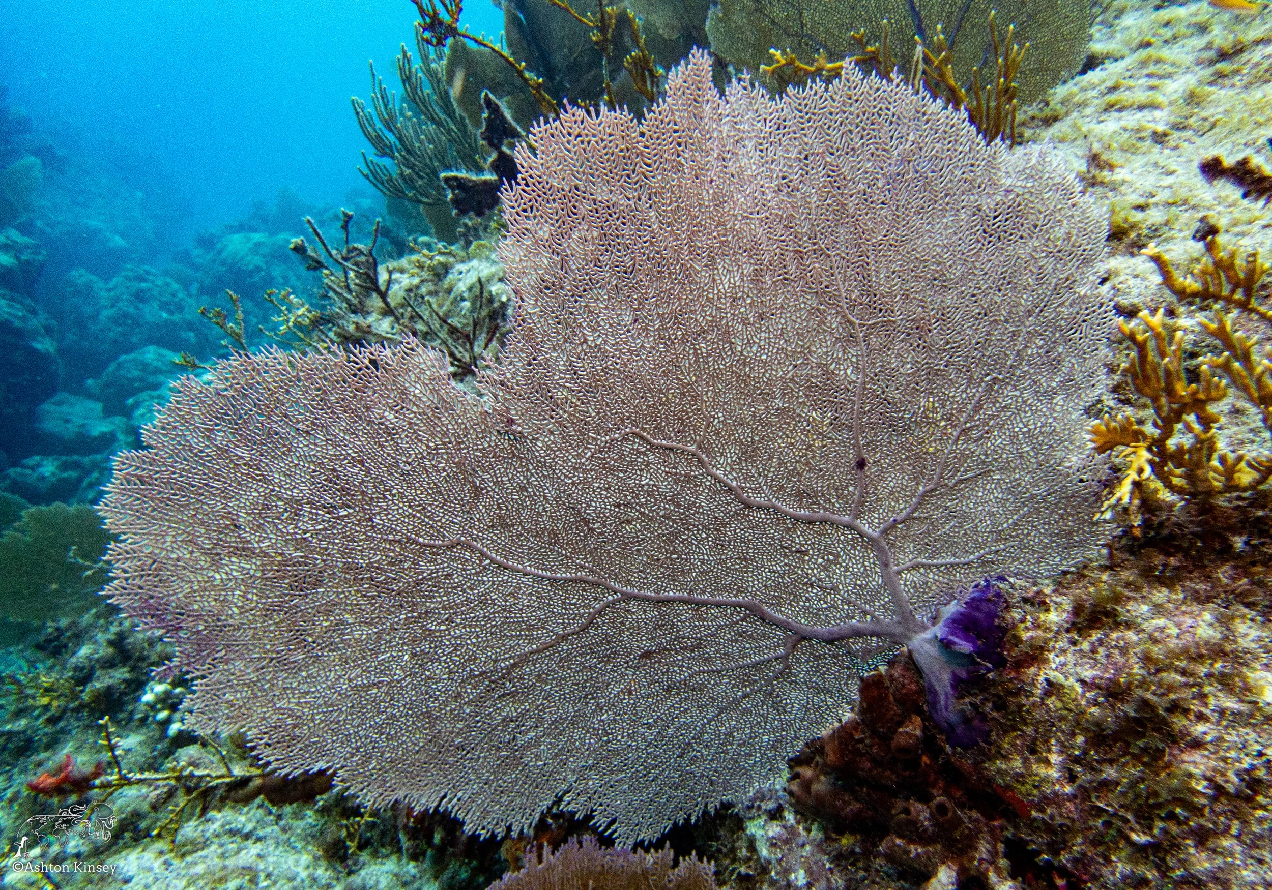 RR-KL-D6-Eagle Ray Alley-4.jpg
