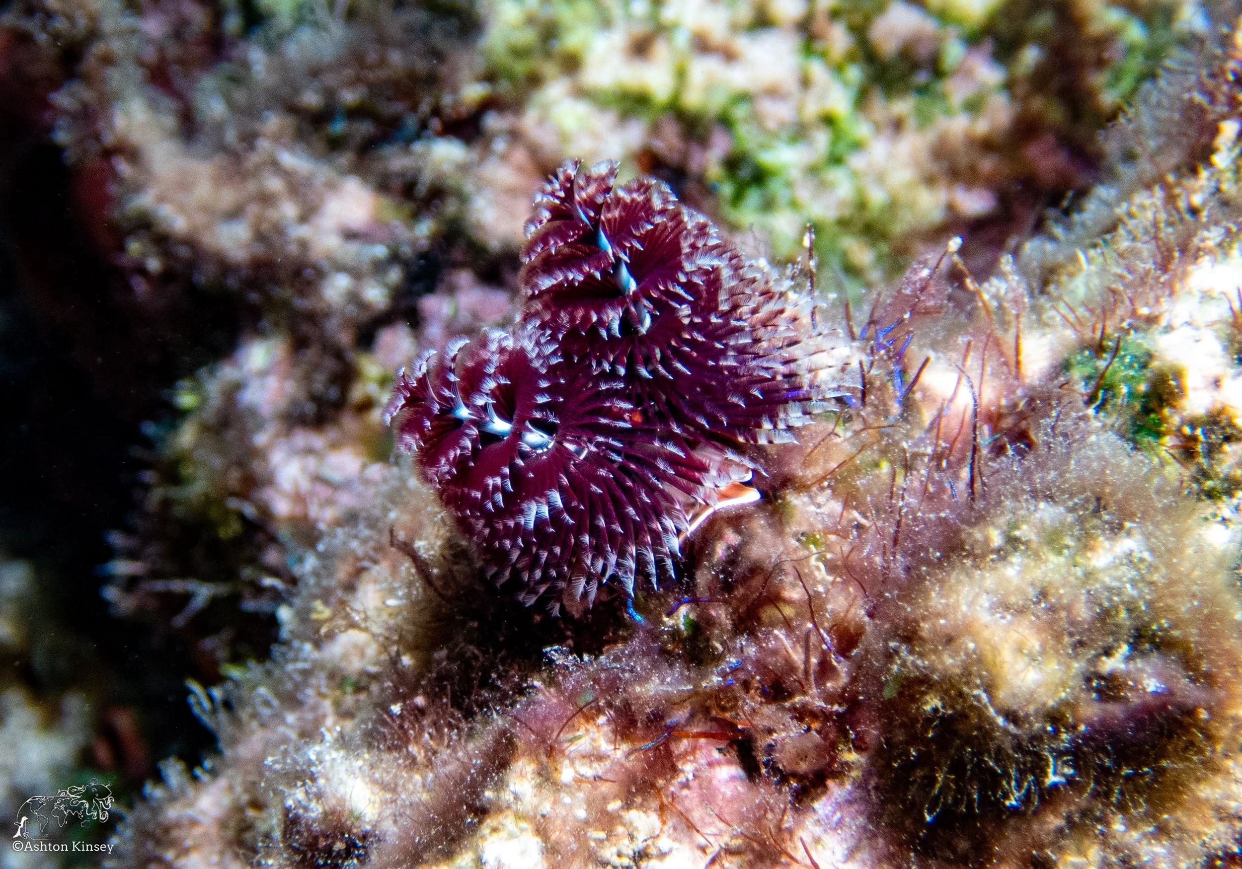 RR-KL-D6-Eagle Ray Alley-7.jpg
