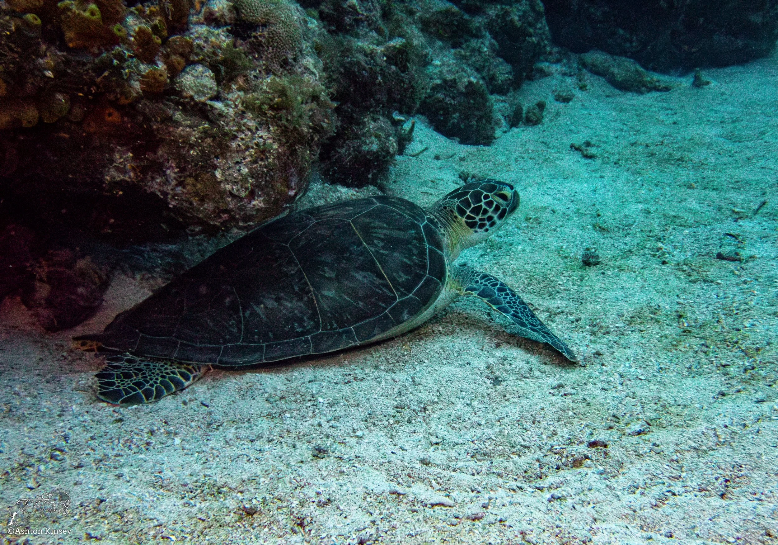 RR-KL-D6-Eagle Ray Alley-8.jpg