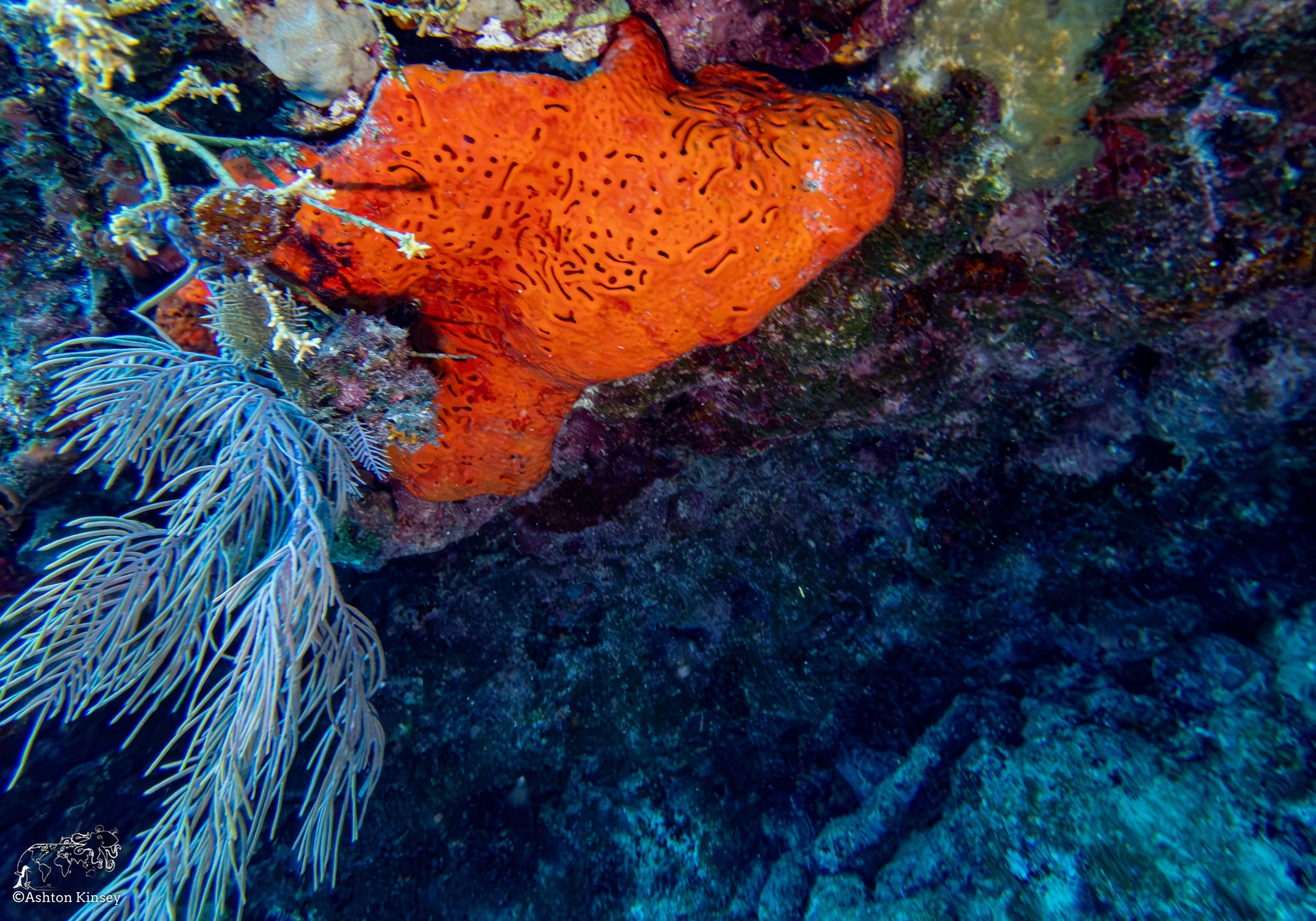 RR-KL-D6-Eagle Ray Alley-12.jpg